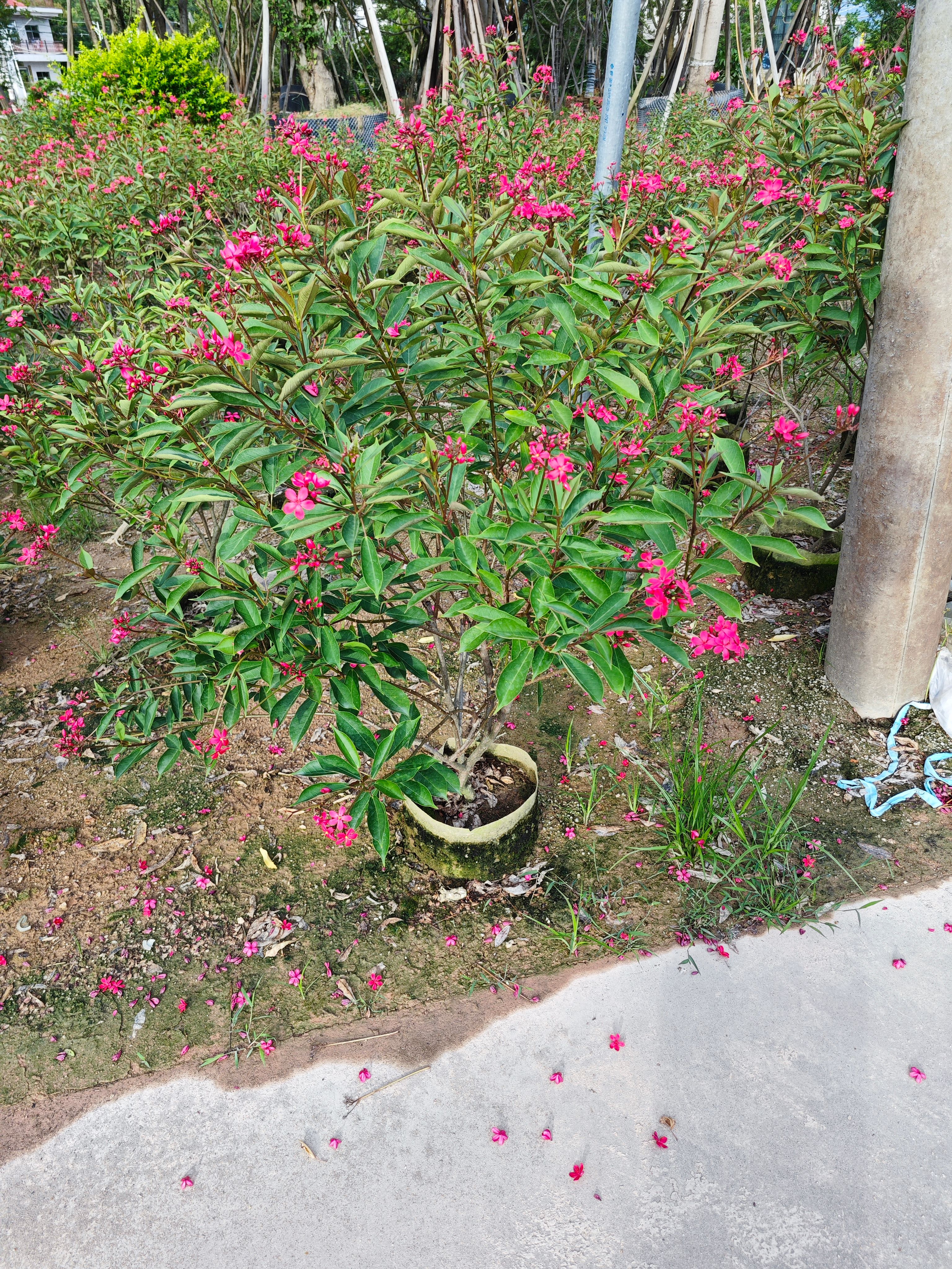 琴叶珊瑚高度1米到2米福建漳州苗木基地