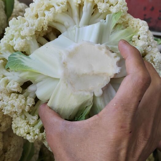 定西散花大量上市