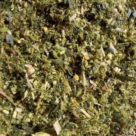杜尔伯特出售2022年的青储玉米，