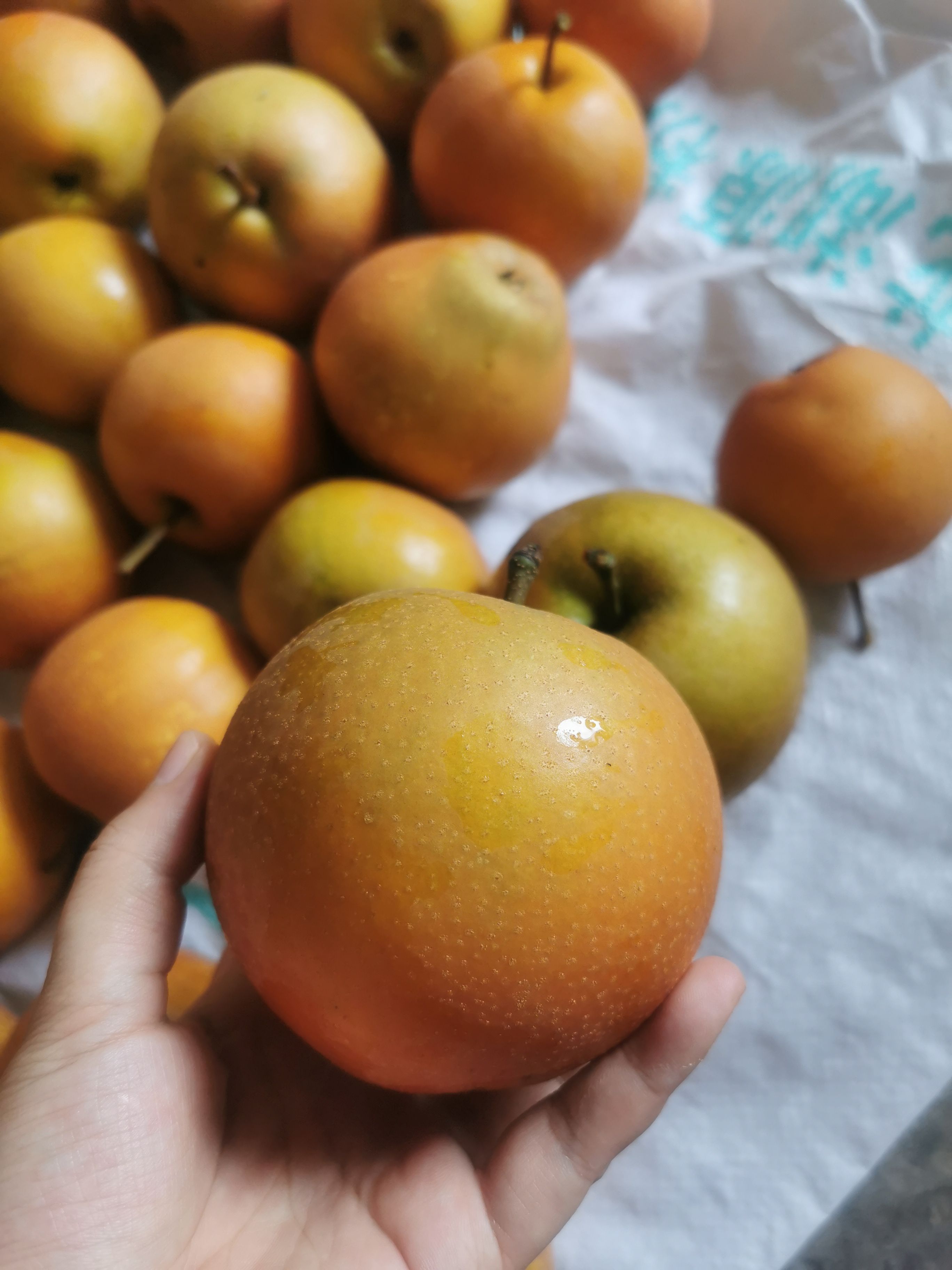 黄花梨