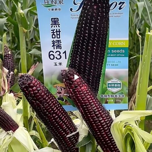 杜尔伯特大庆杜蒙扶贫产品-黑甜糯631鲜食玉米