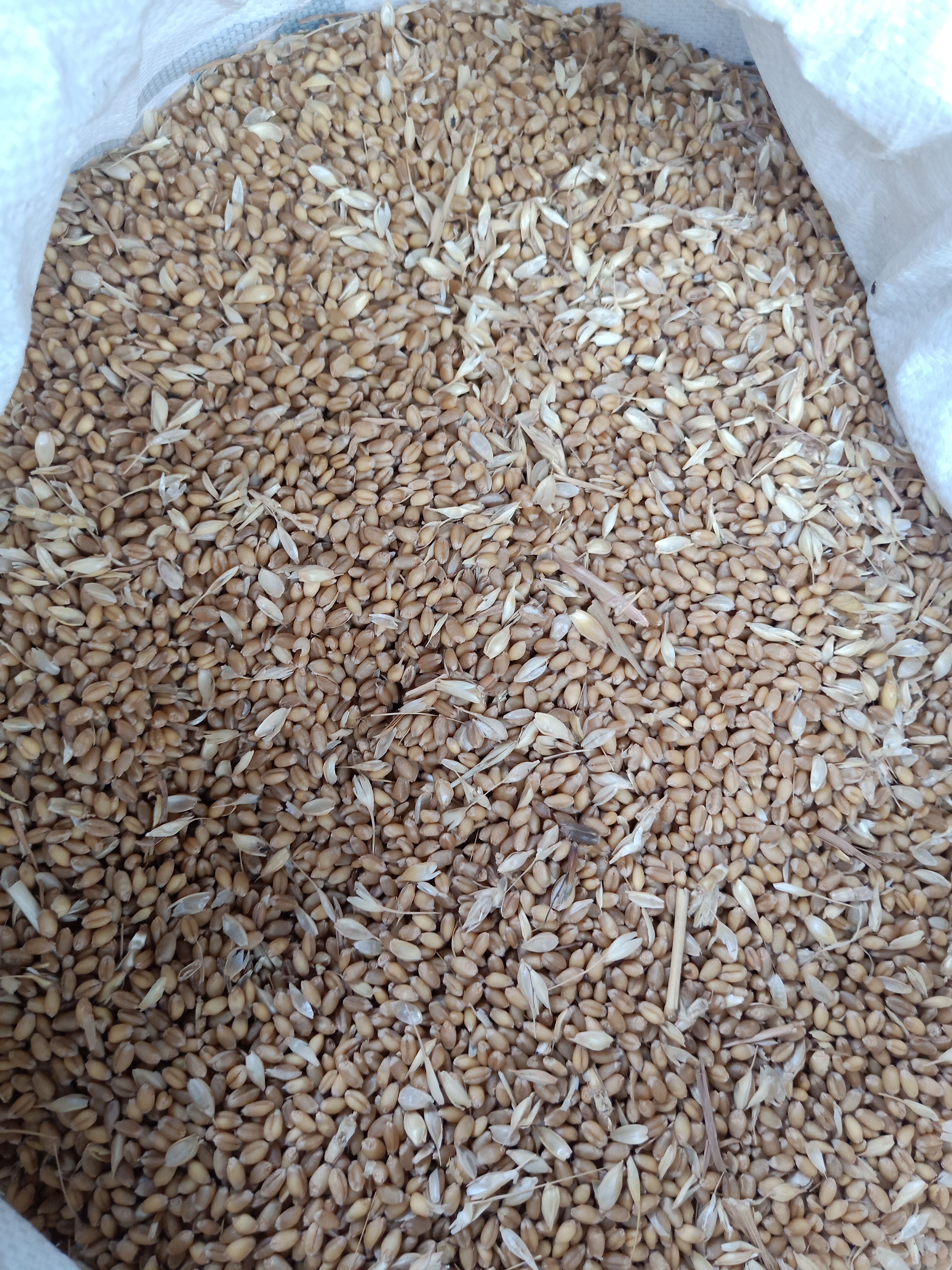 河南原阳2022年优质小麦出售，不出芽好麦