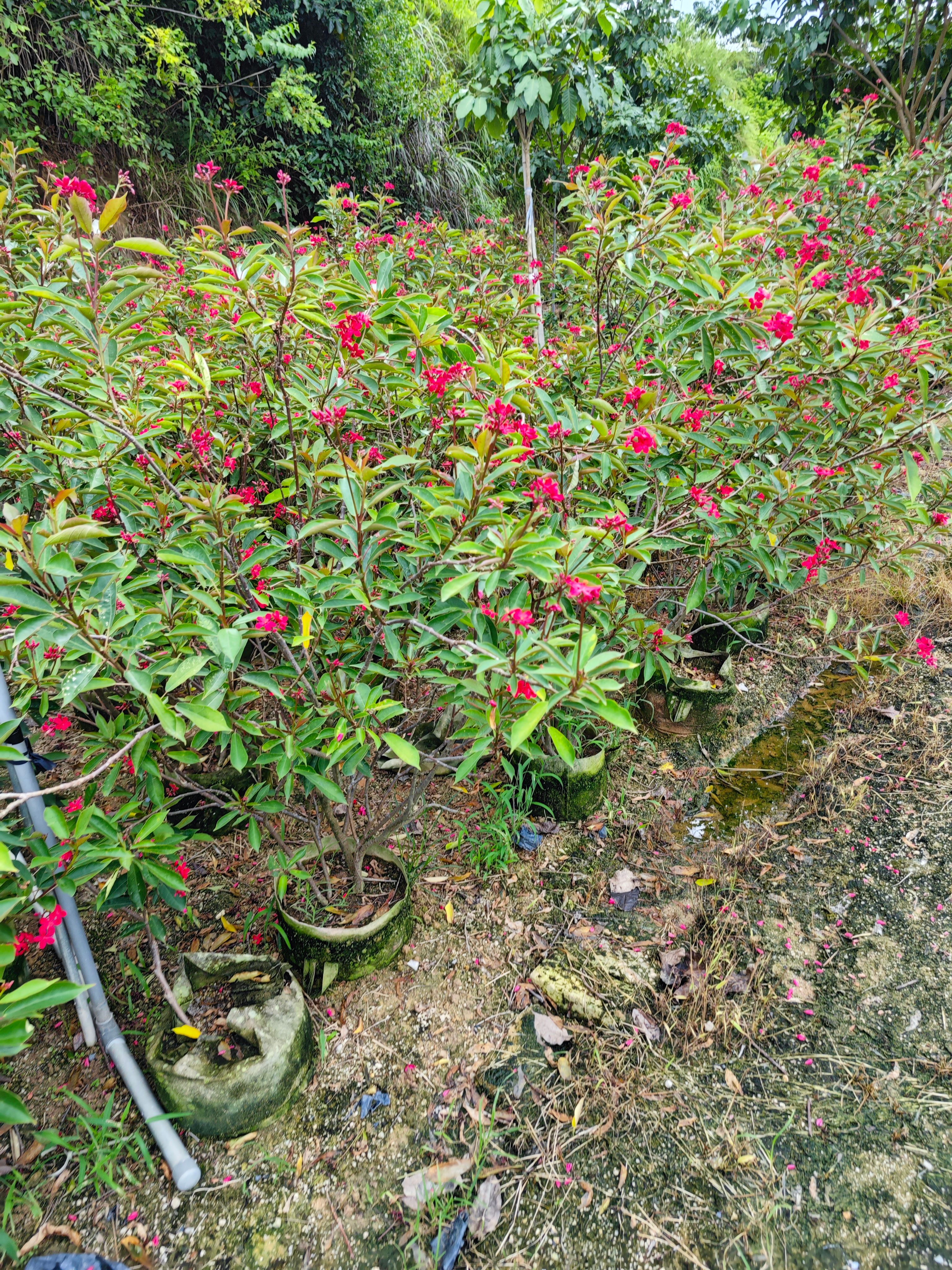 琴叶珊瑚高度1米到2米福建漳州苗木基地