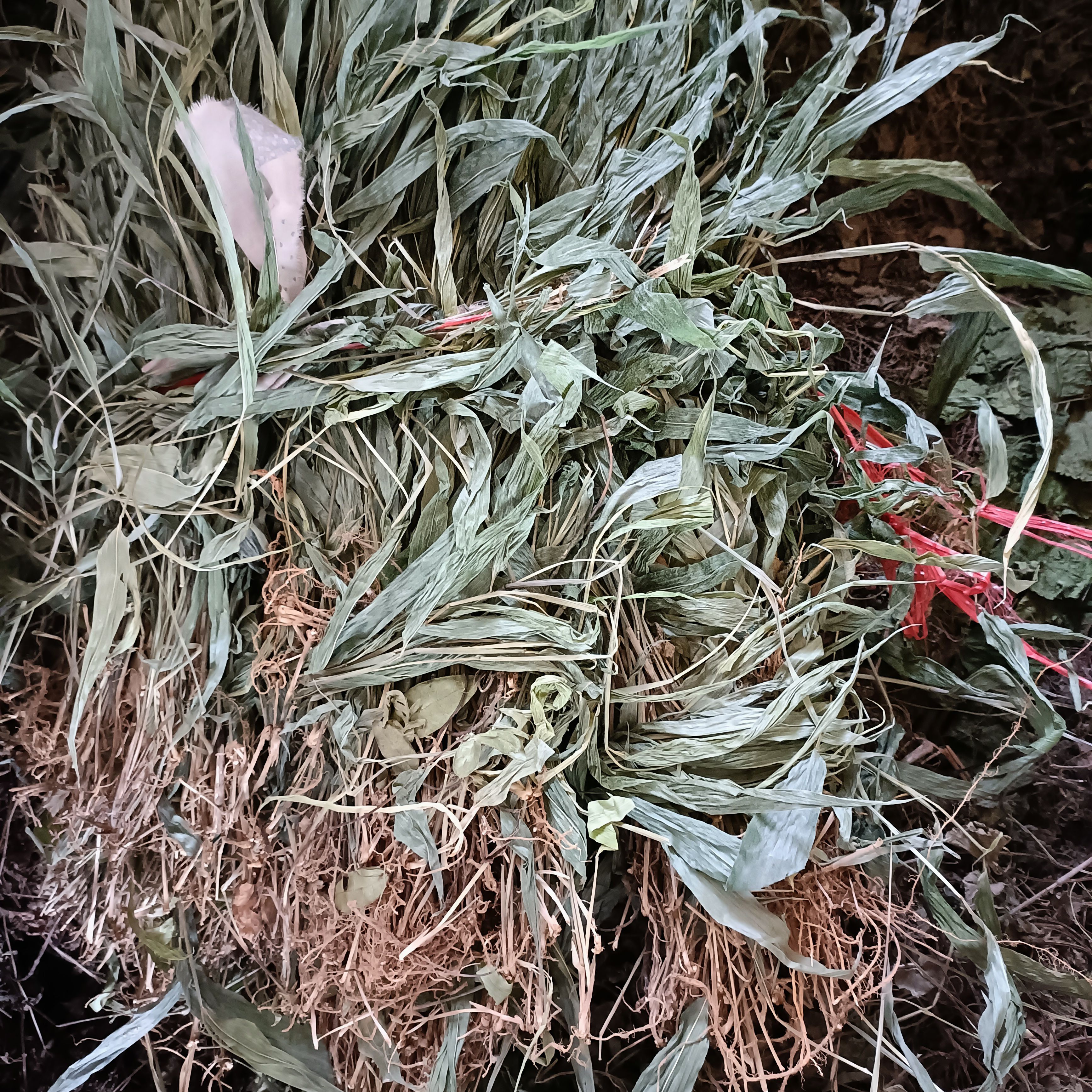 淡竹叶新货自然晒干2023颜色青批发零售均可