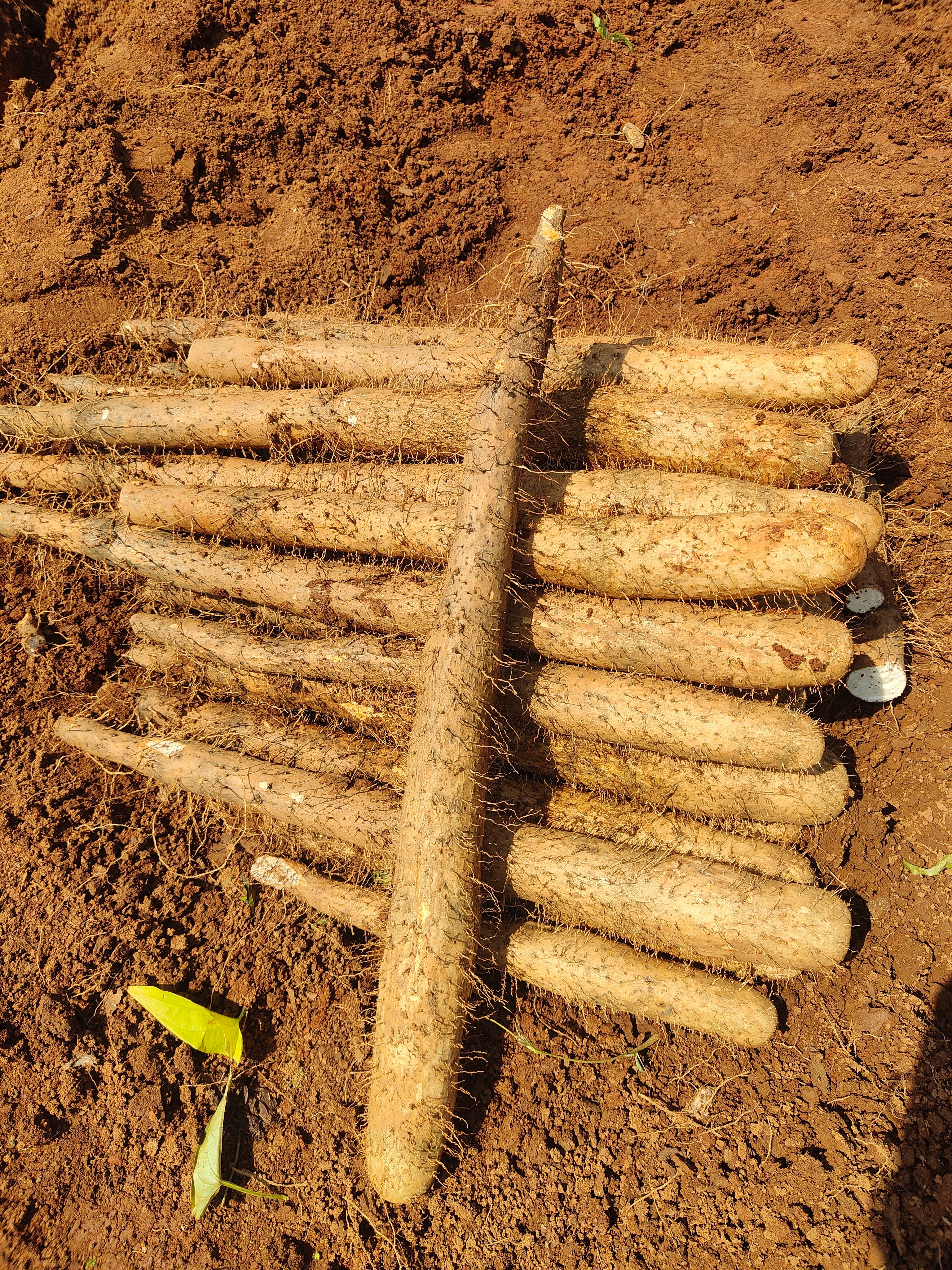 山药，广西淮山药白鬼上市