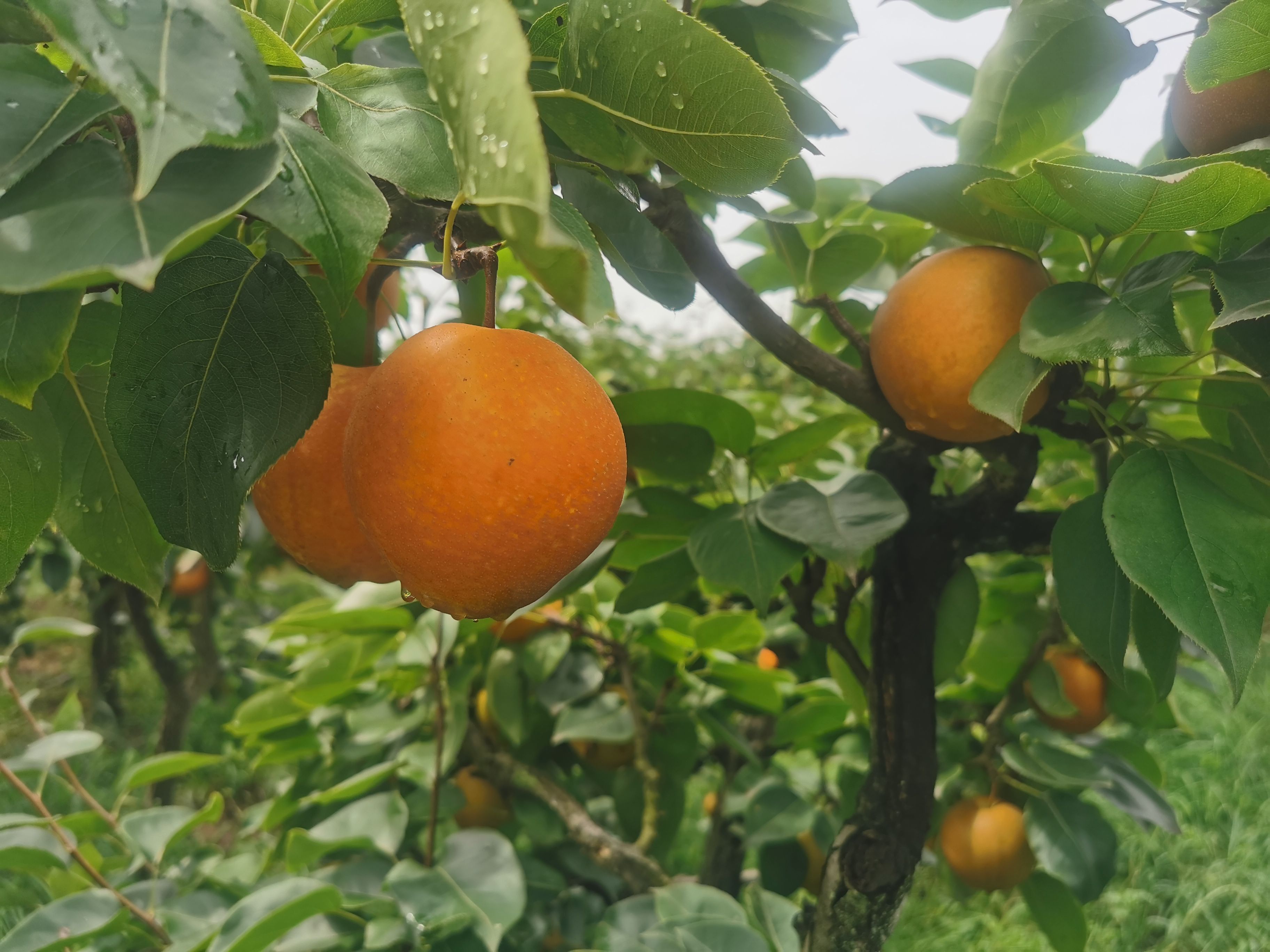 黄花梨