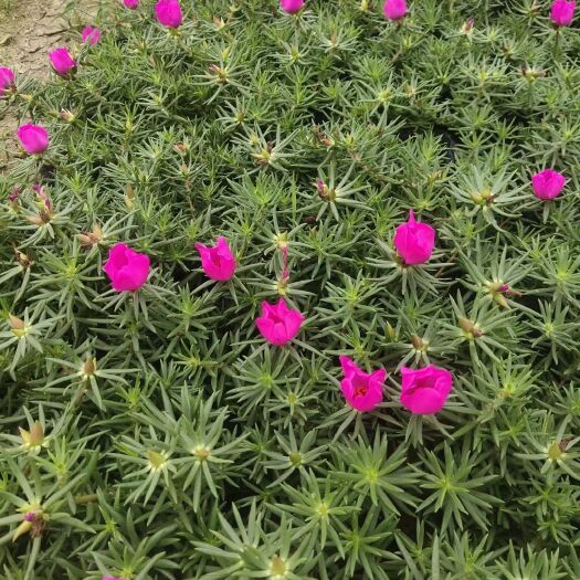 长沙县太阳花