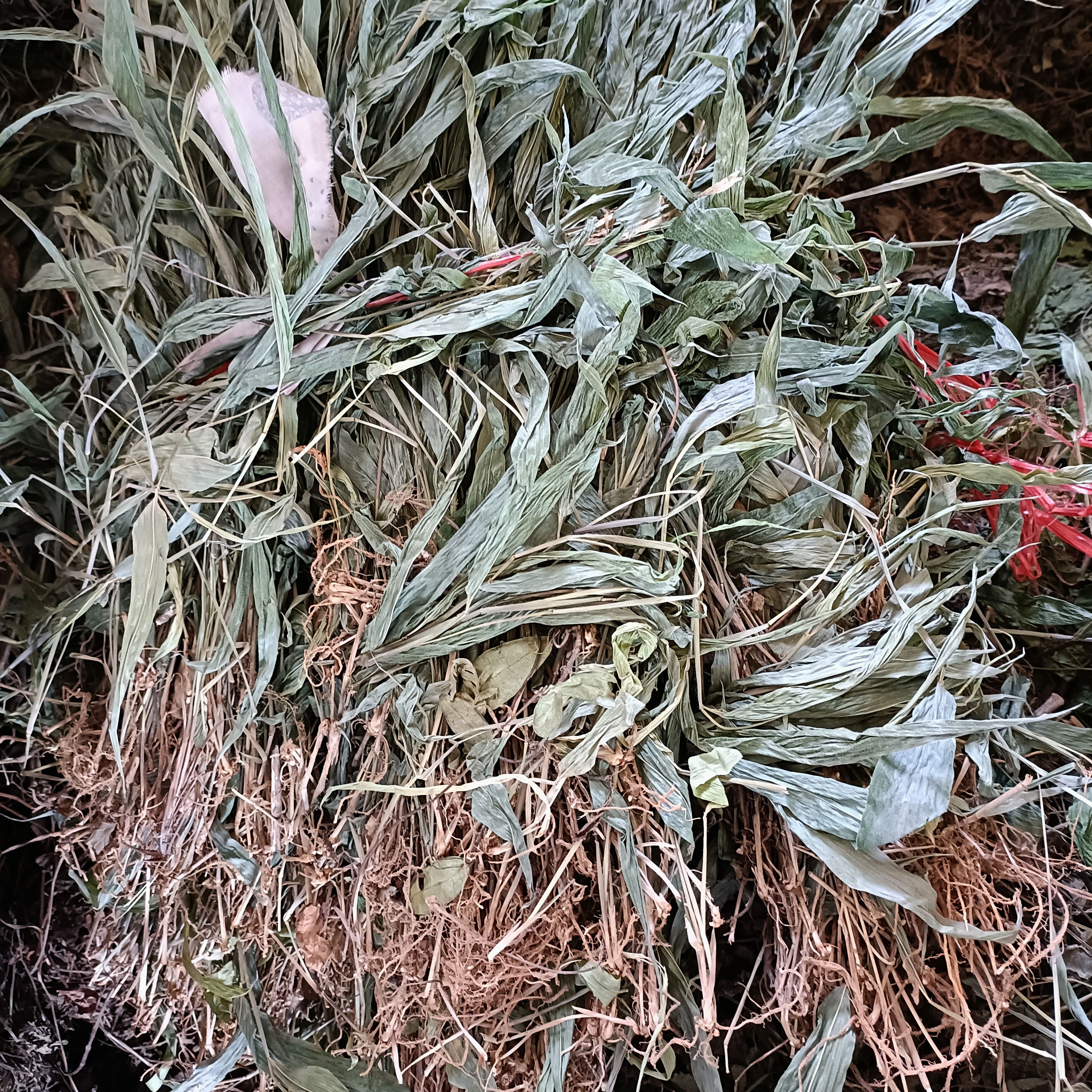 淡竹叶新货自然晒干2023颜色青批发零售均可