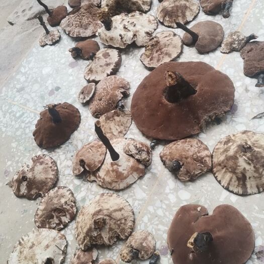 宁明县紫灵芝