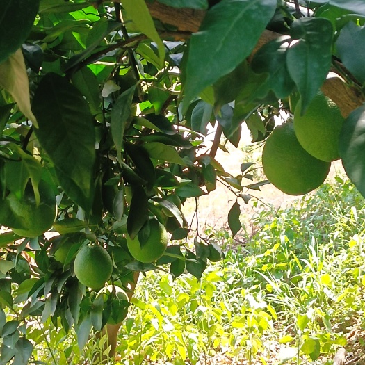 西林县纽荷尔脐橙，有十八万斤左右，价格美丽，个头均匀，果皮干净，有