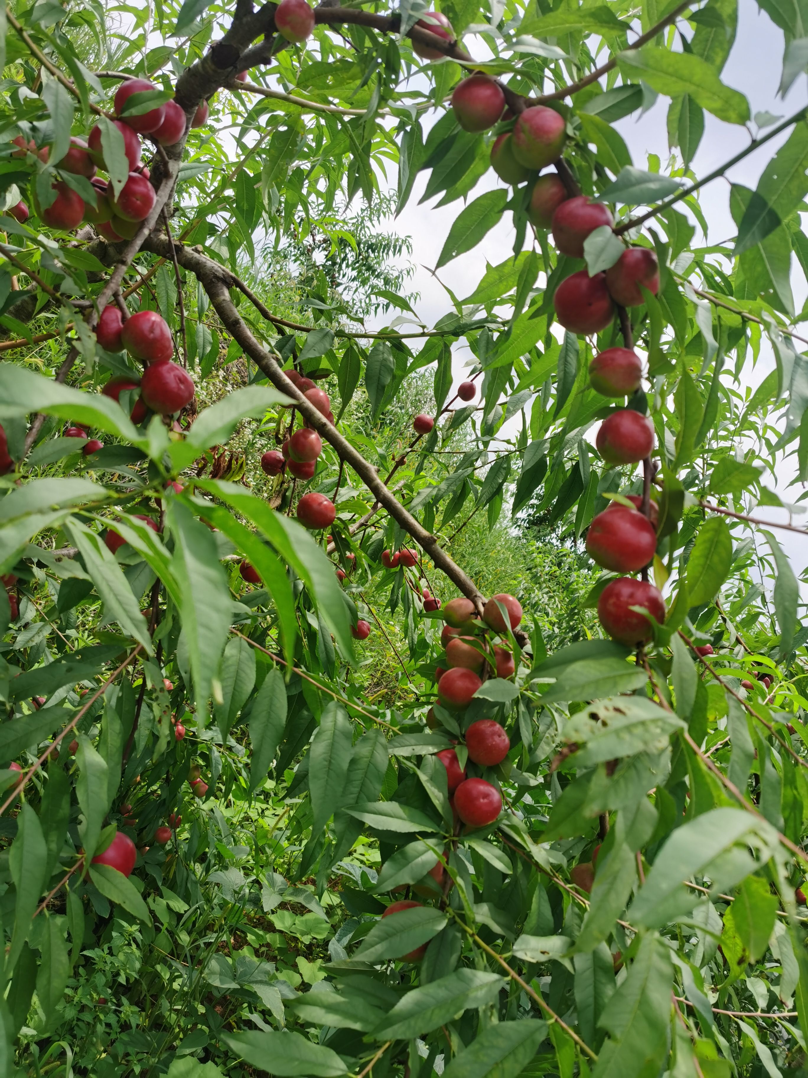 重庆珍珠枣油桃