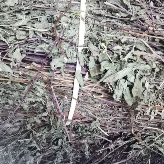 蓬溪县薄荷