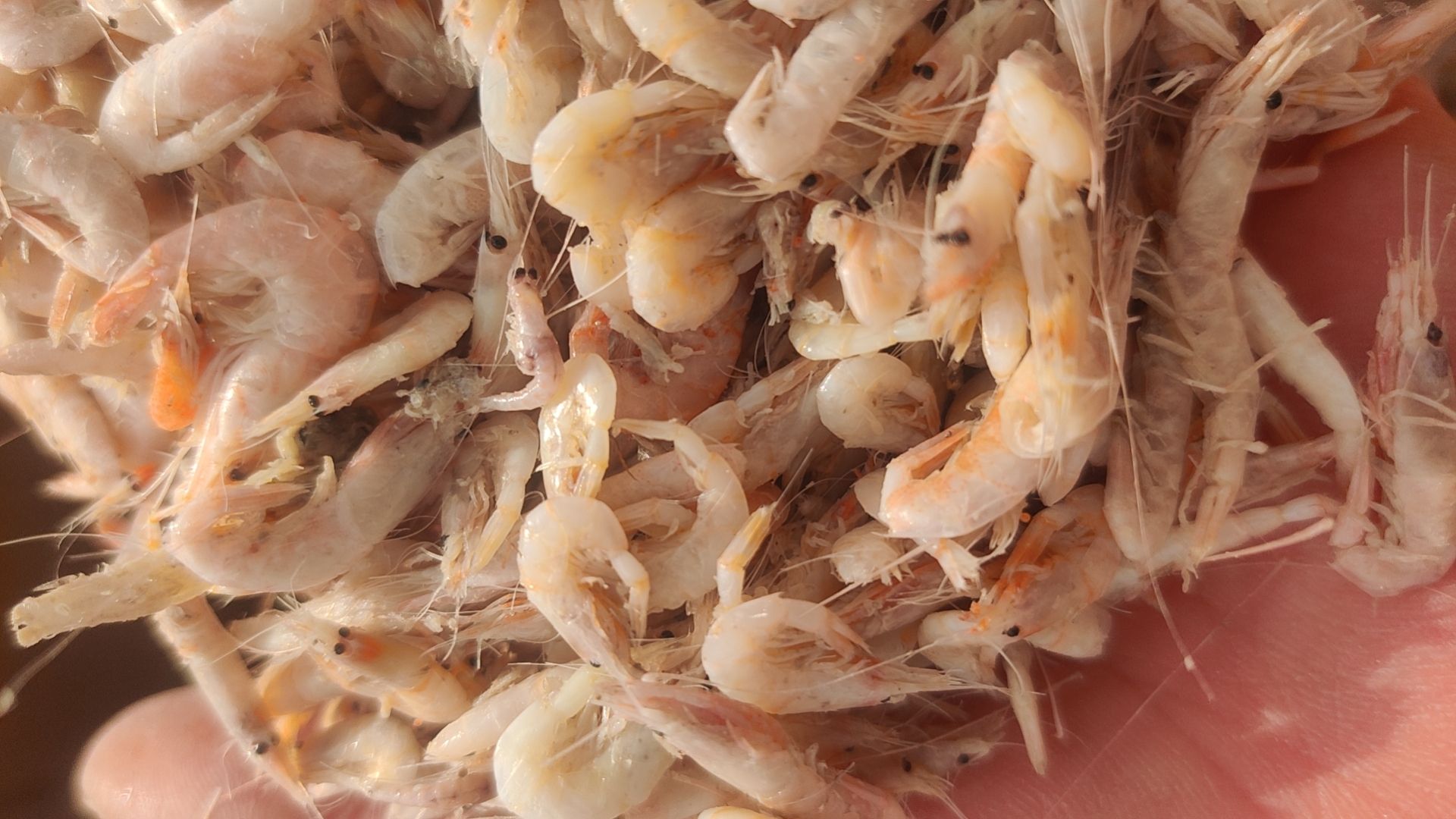 纯红虾，质量很好，新货源，适合炸虾，地摊零售，一首货源，