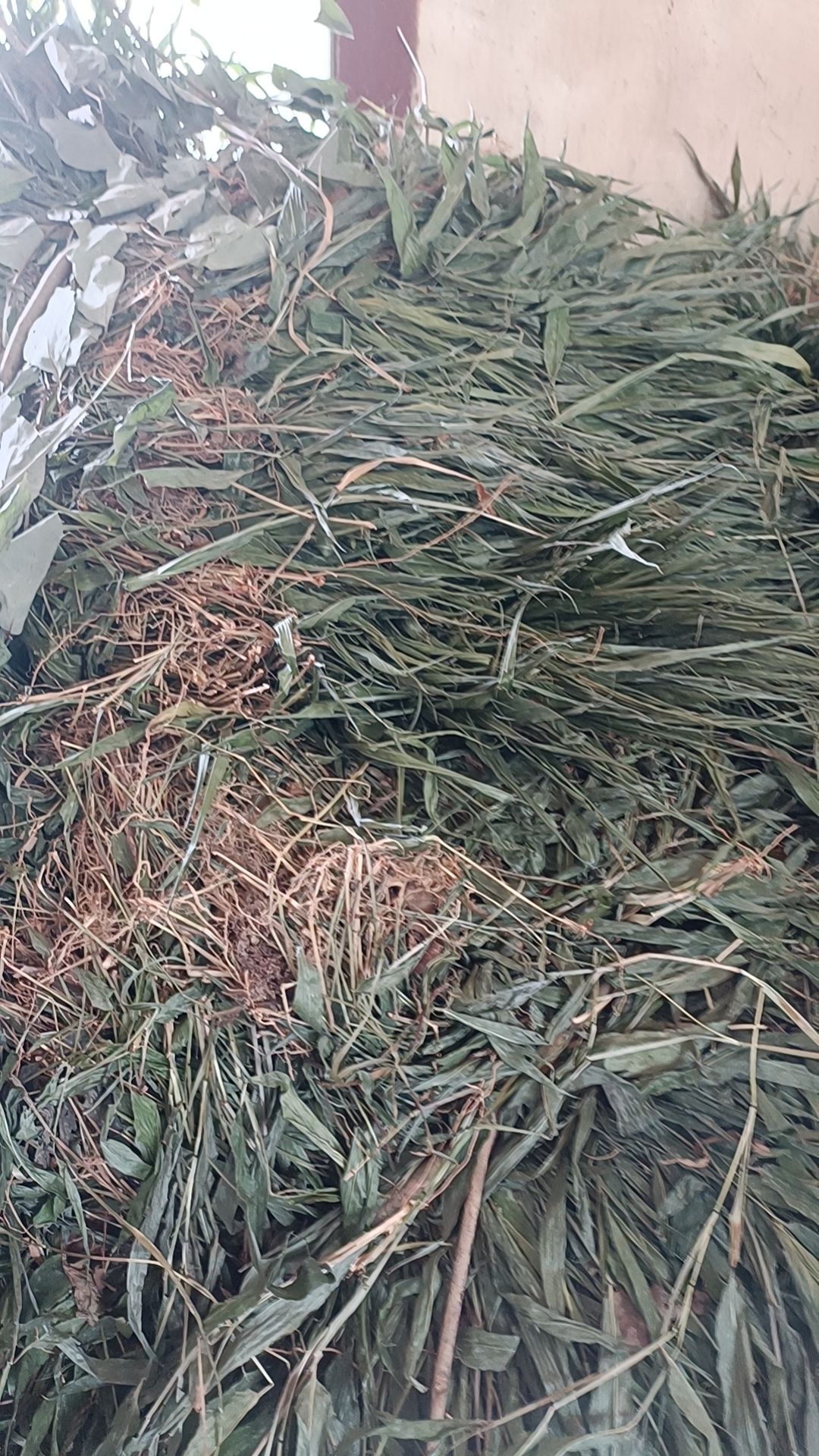 淡竹叶新货自然晒干2023颜色青批发零售均可