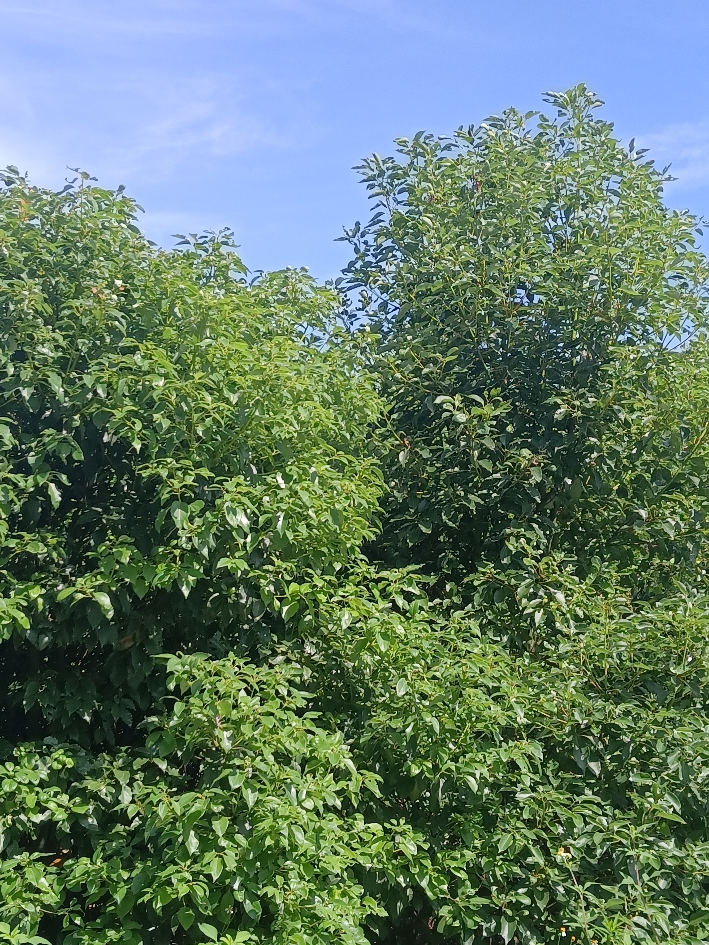 六年生龙脑樟树，6-15公分左右，低价出售，量大从优