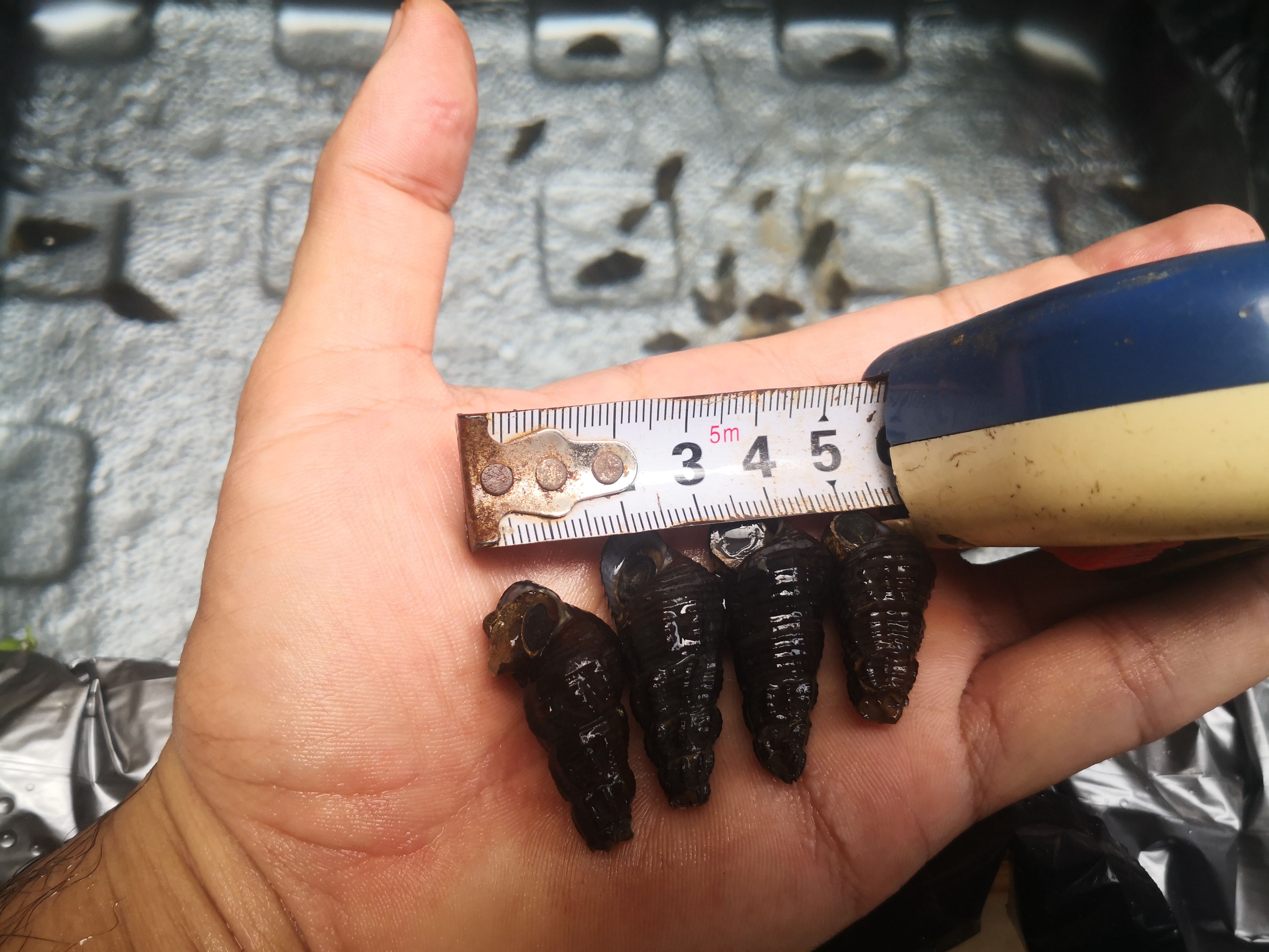 山坑螺  1.2到1.7