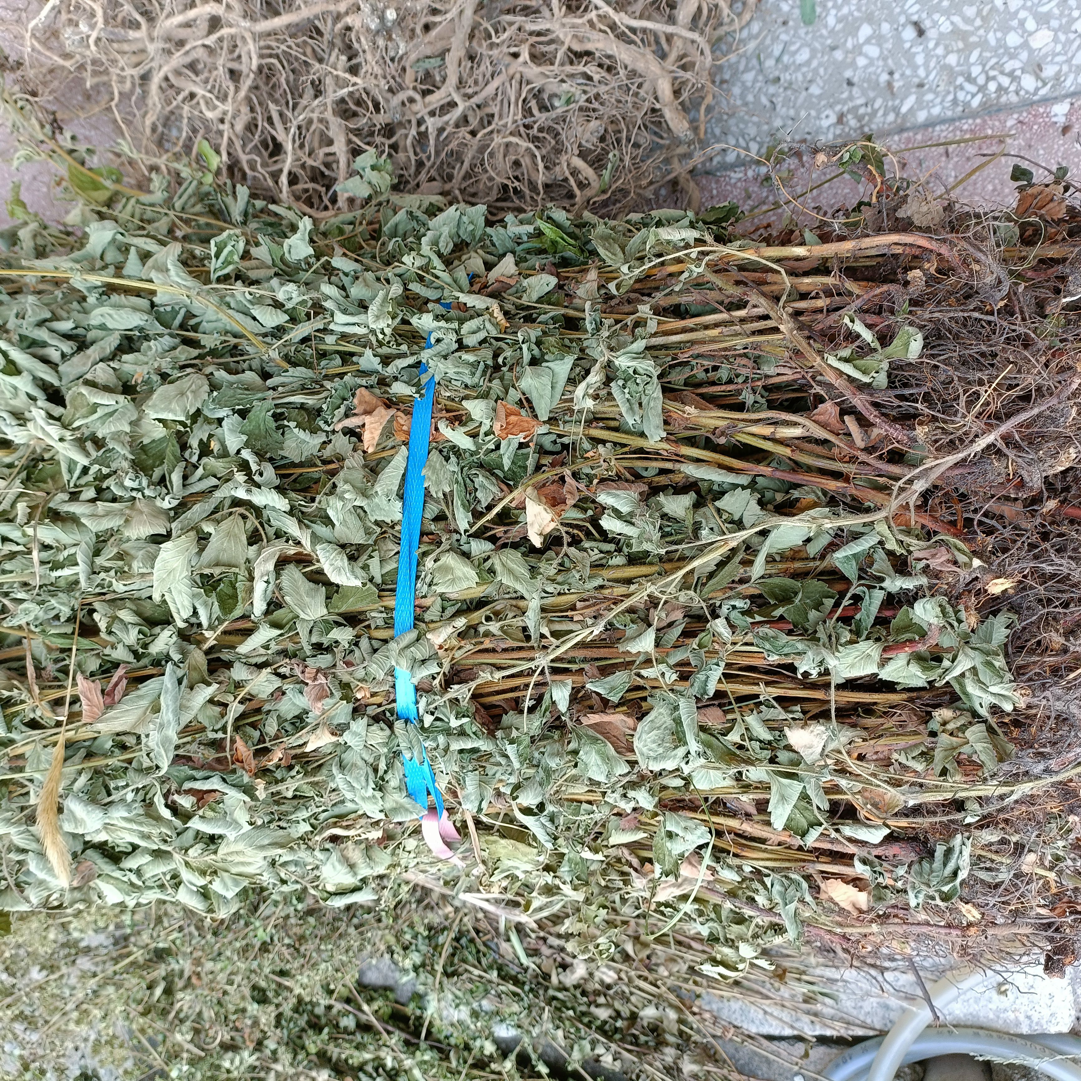 仙鹤草新货自然晒干2025批发零售均可