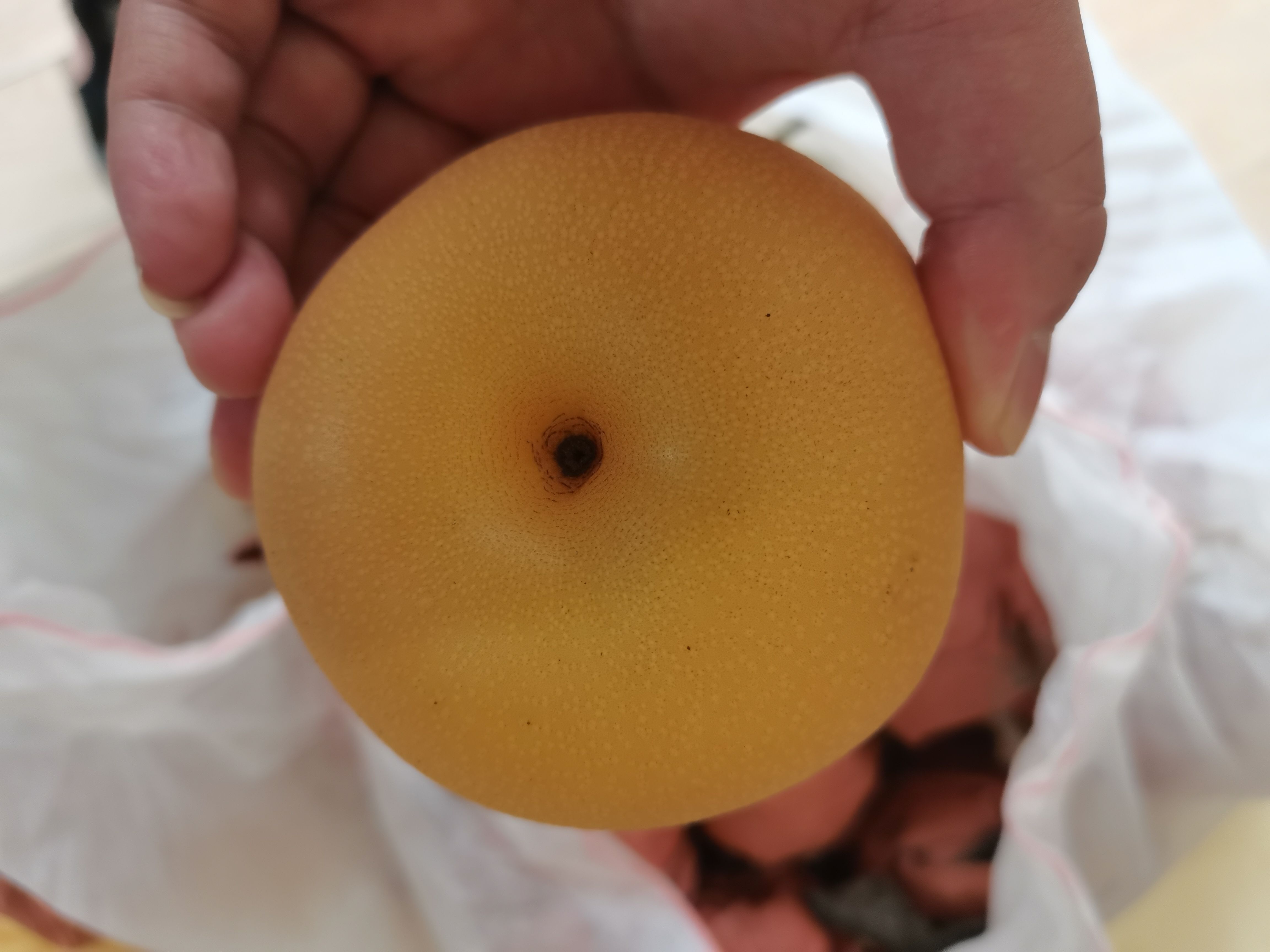 圆黄梨 纸袋圆黄梨，套袋圆黄梨 市场货 电商货