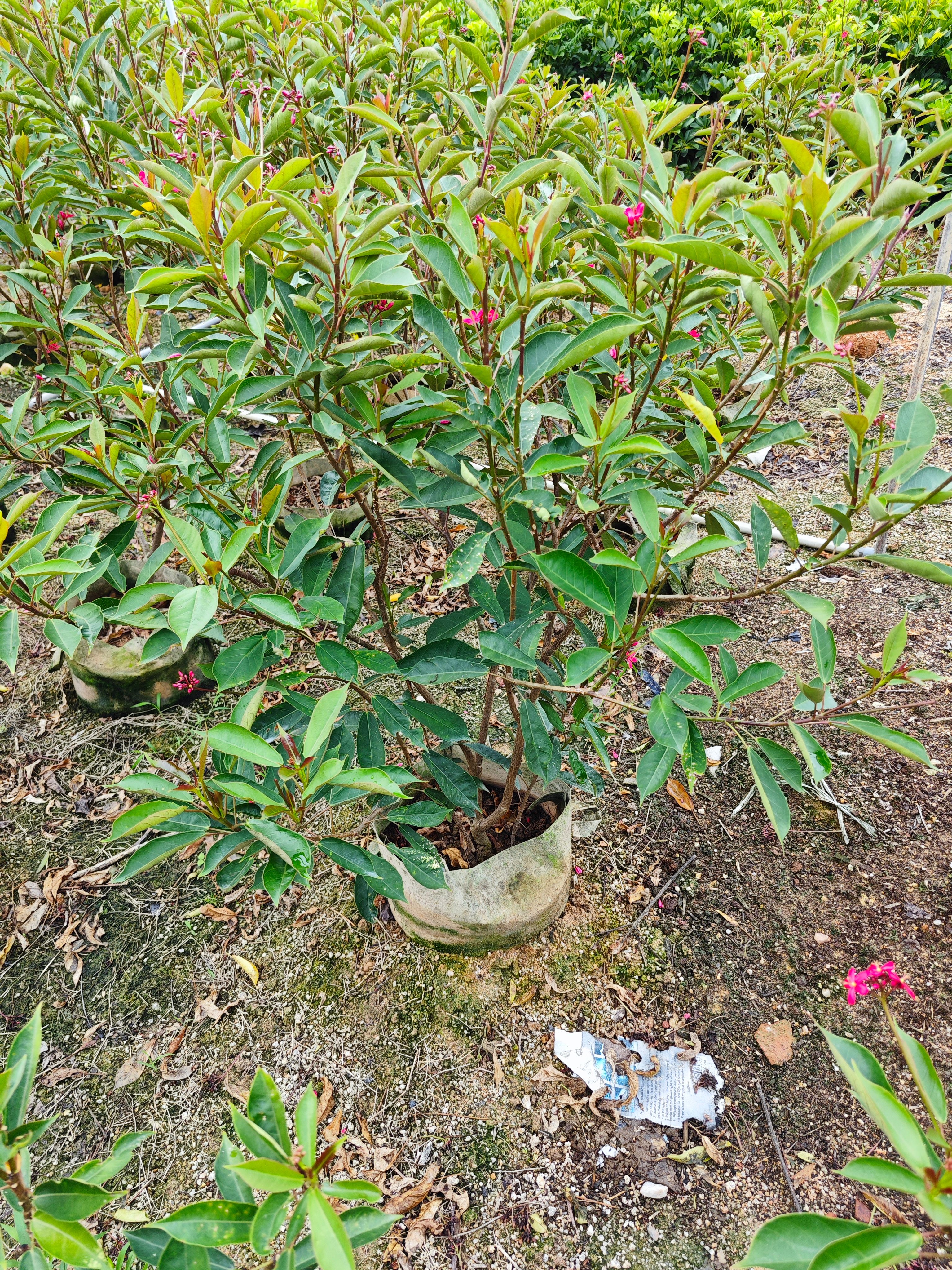 琴叶珊瑚高度1米到2米福建漳州苗木基地