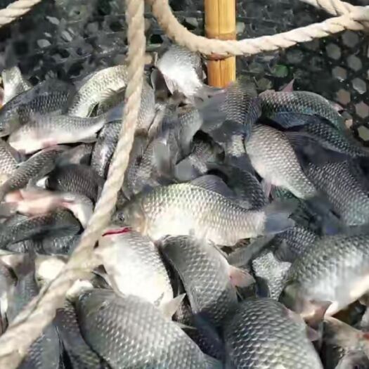 鲤鱼鲫鱼