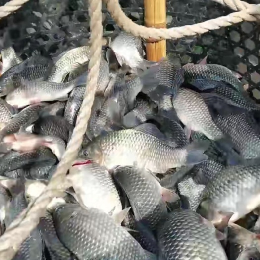永城市鲤鱼鲫鱼