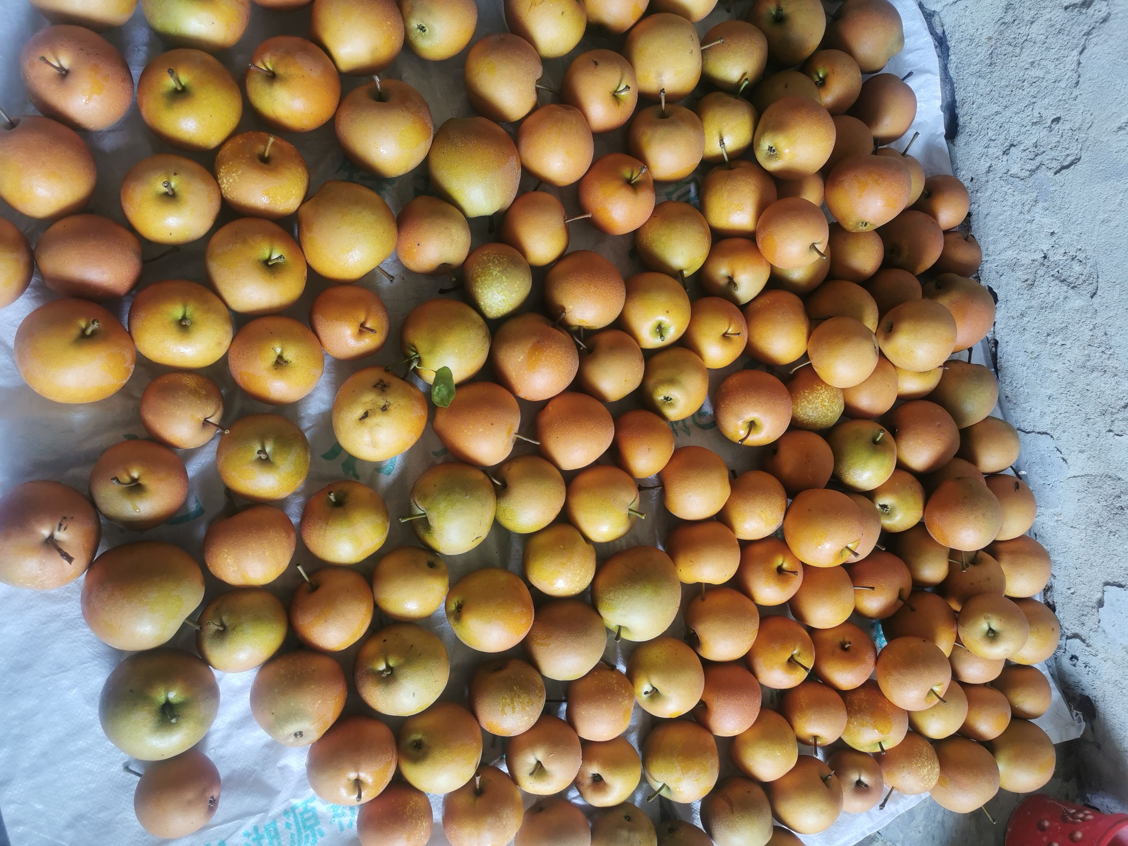 黄花梨