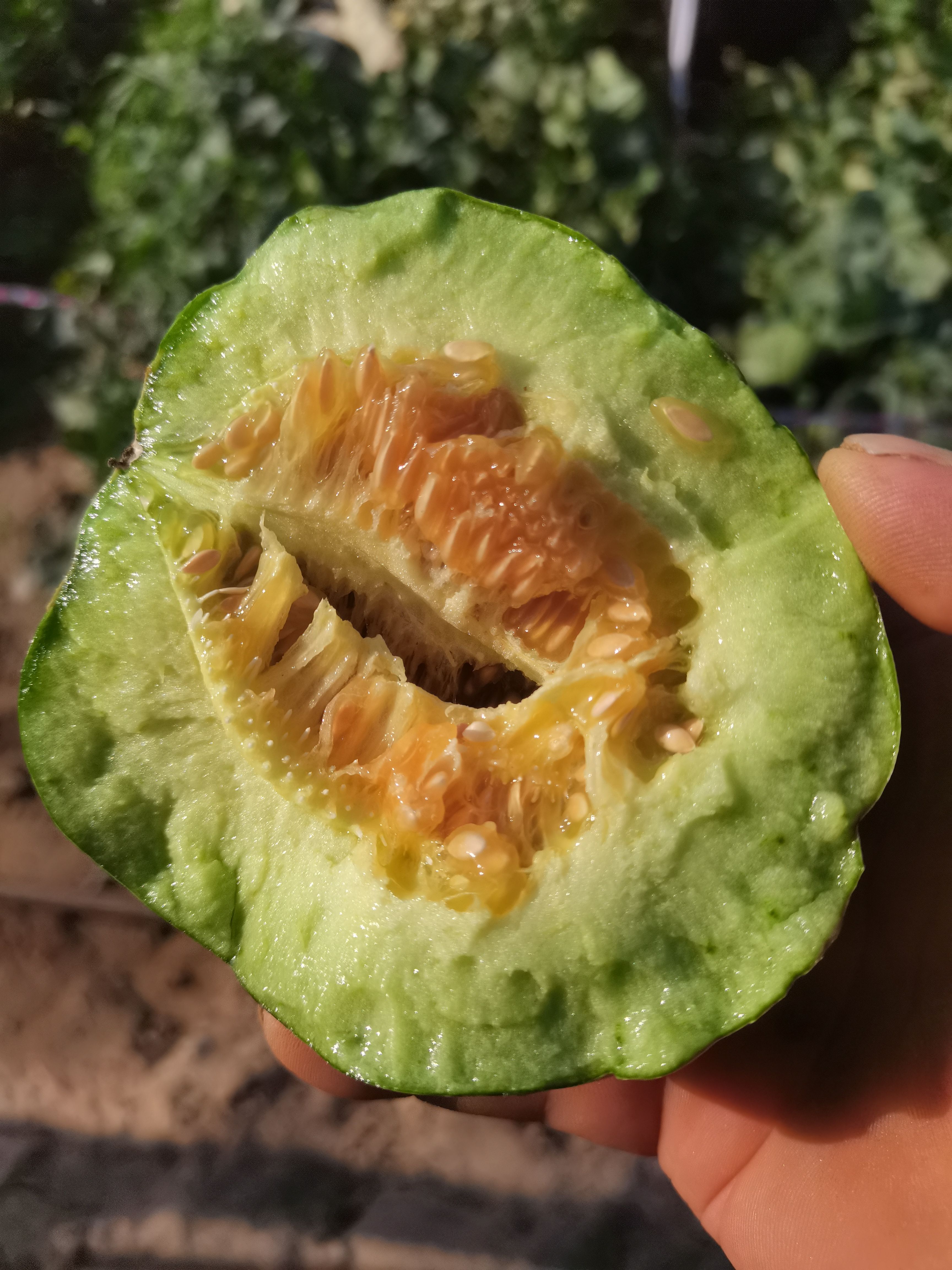 陕西大荔黄沙地露天种植应季甜瓜上市