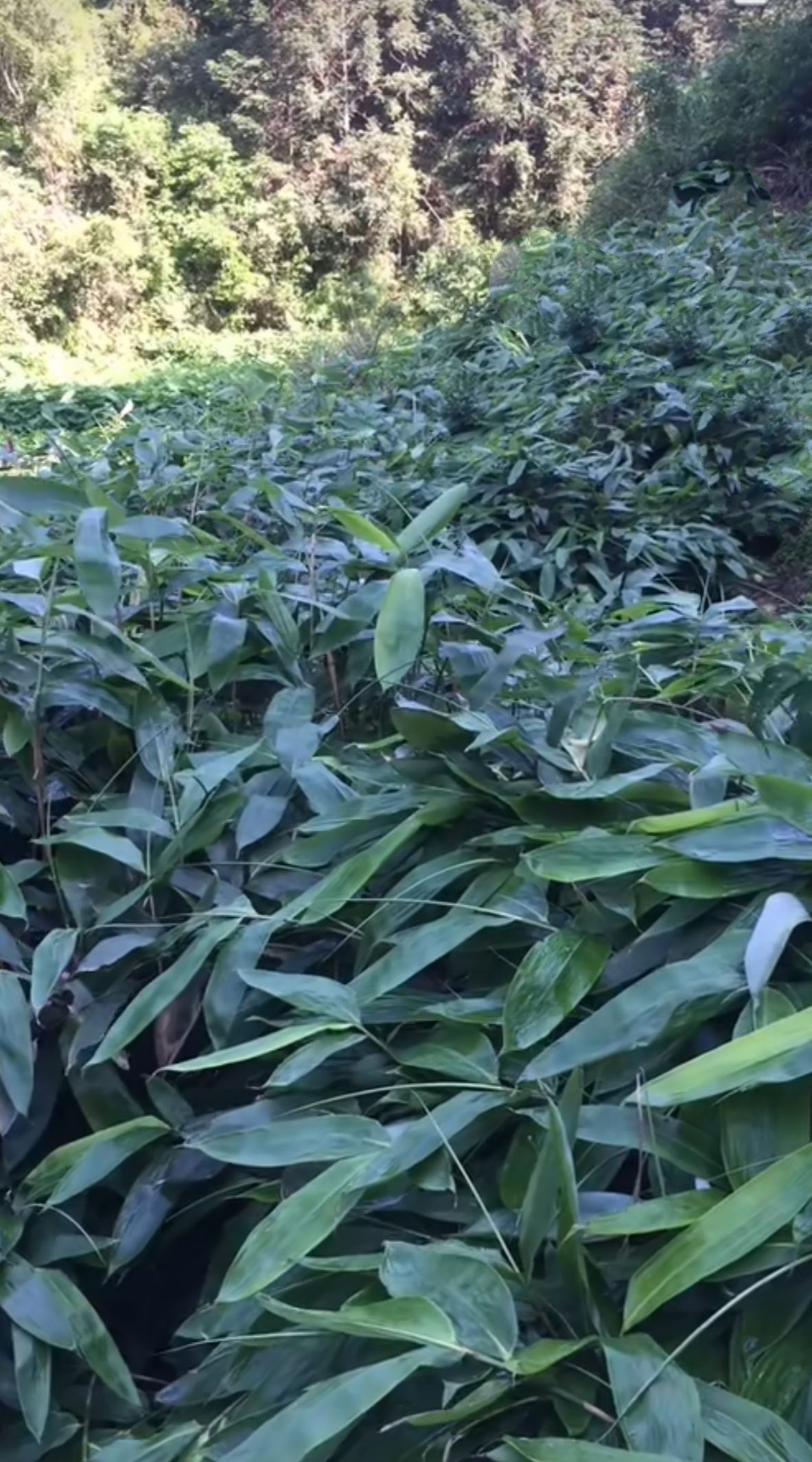 麻竹叶