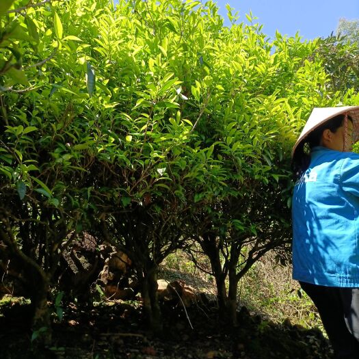 饶平县单枞茶老枞高山春蜜兰农户自产自销