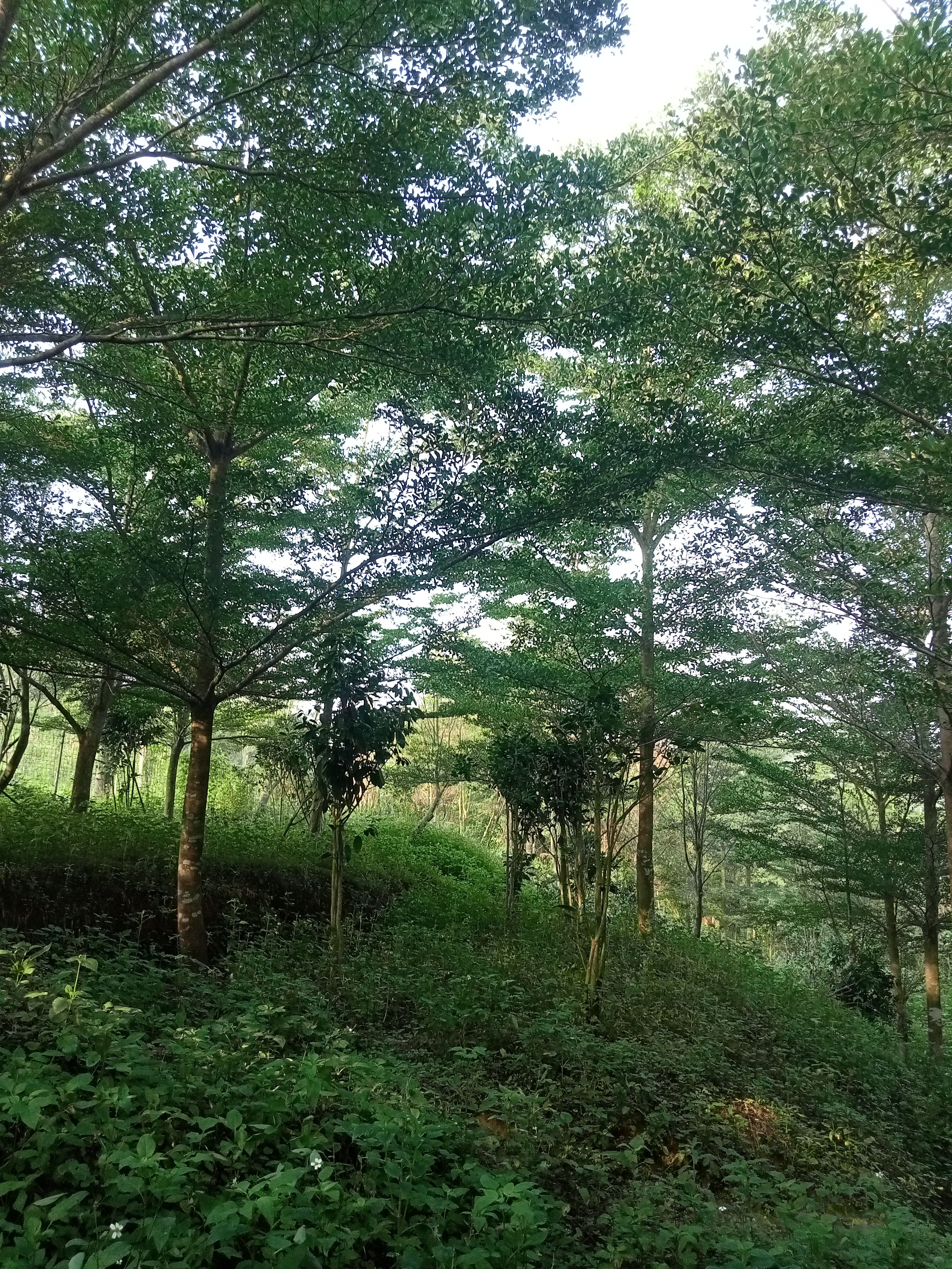 小叶榄仁10/12分