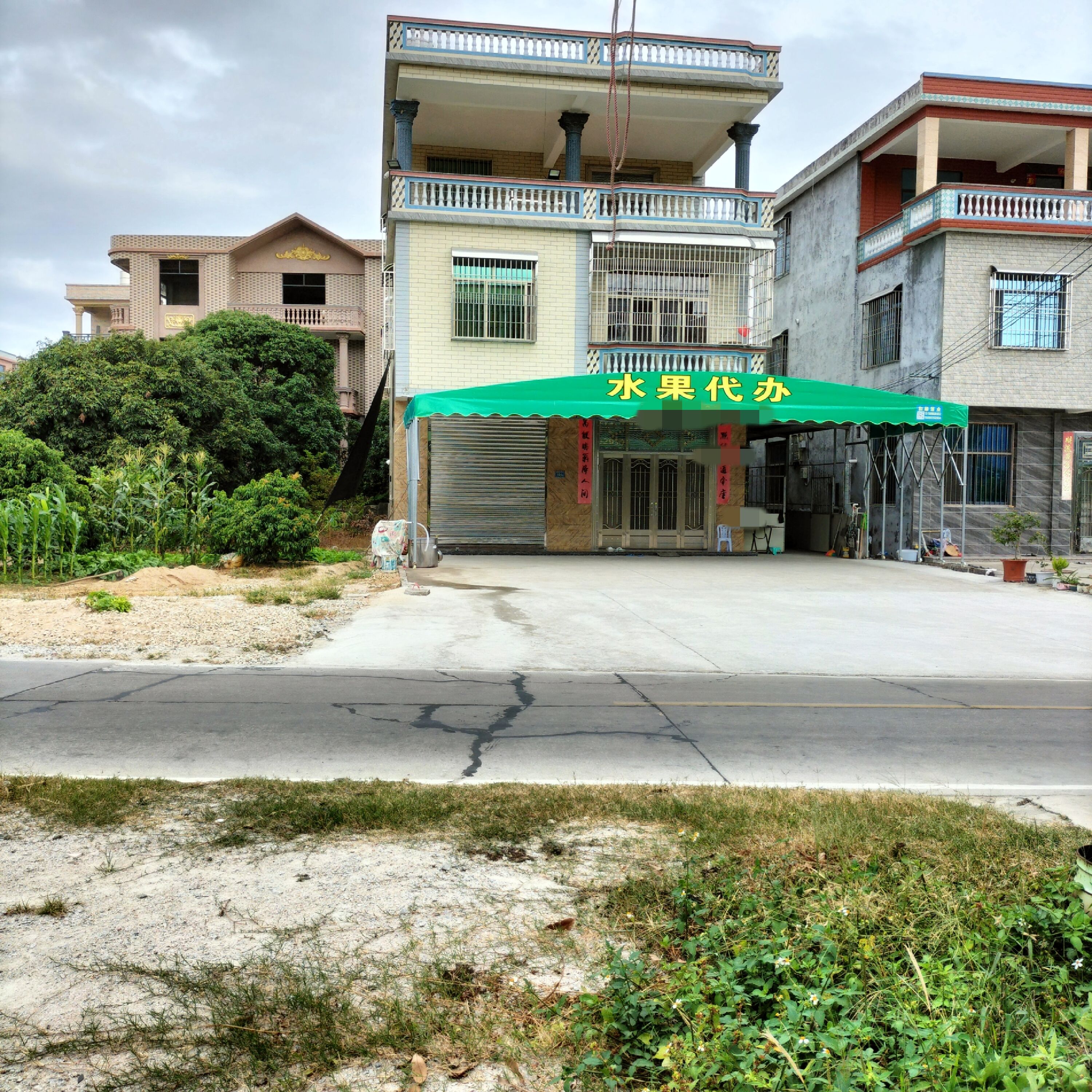 （代办）龙眼产地 大量出产龙眼   儲良  石硖 古山