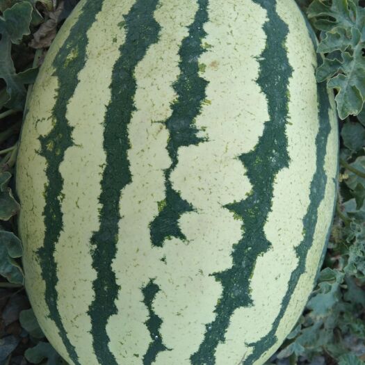 靖远县金花