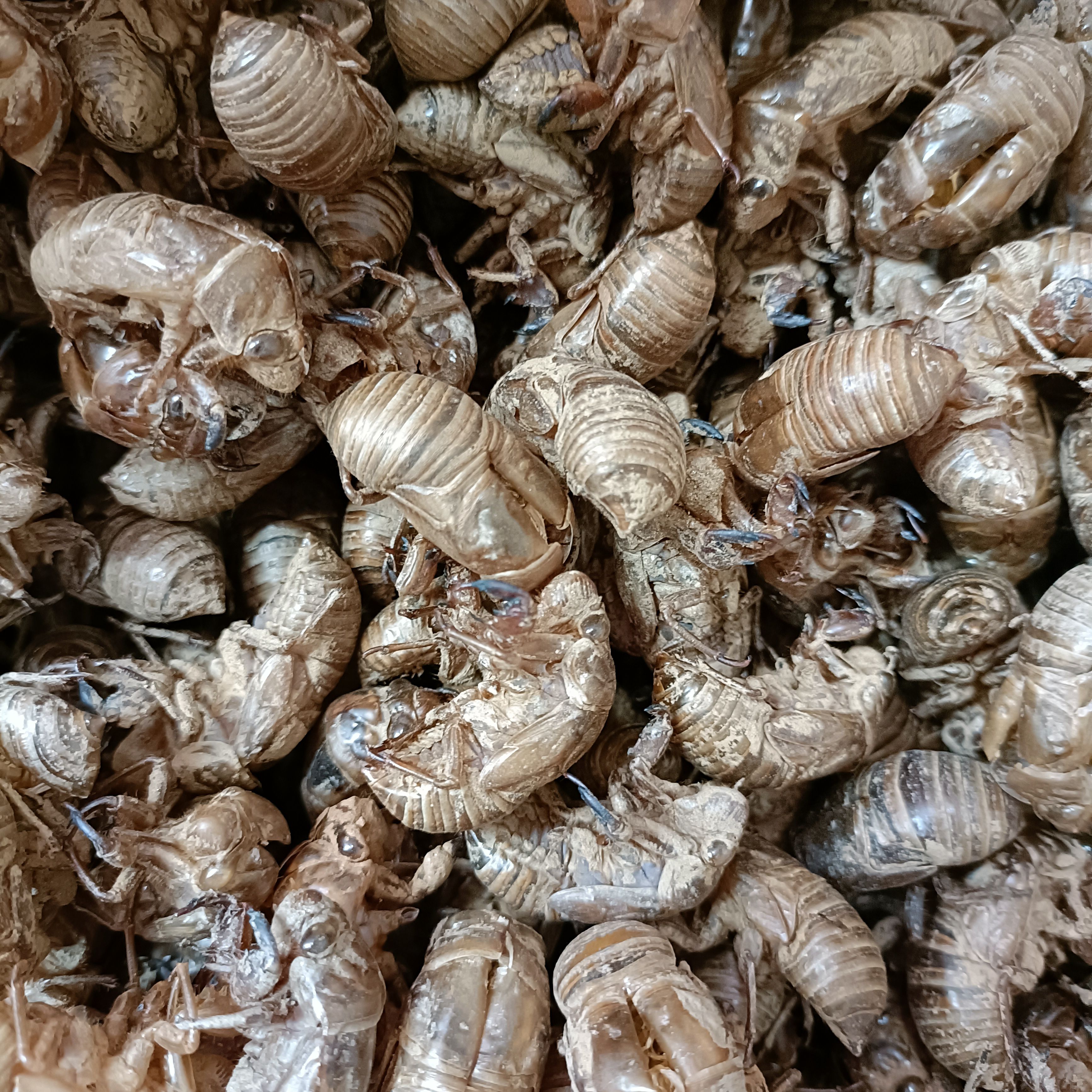 蝉蜕新货土蝉蜕大壳2023上市数量少