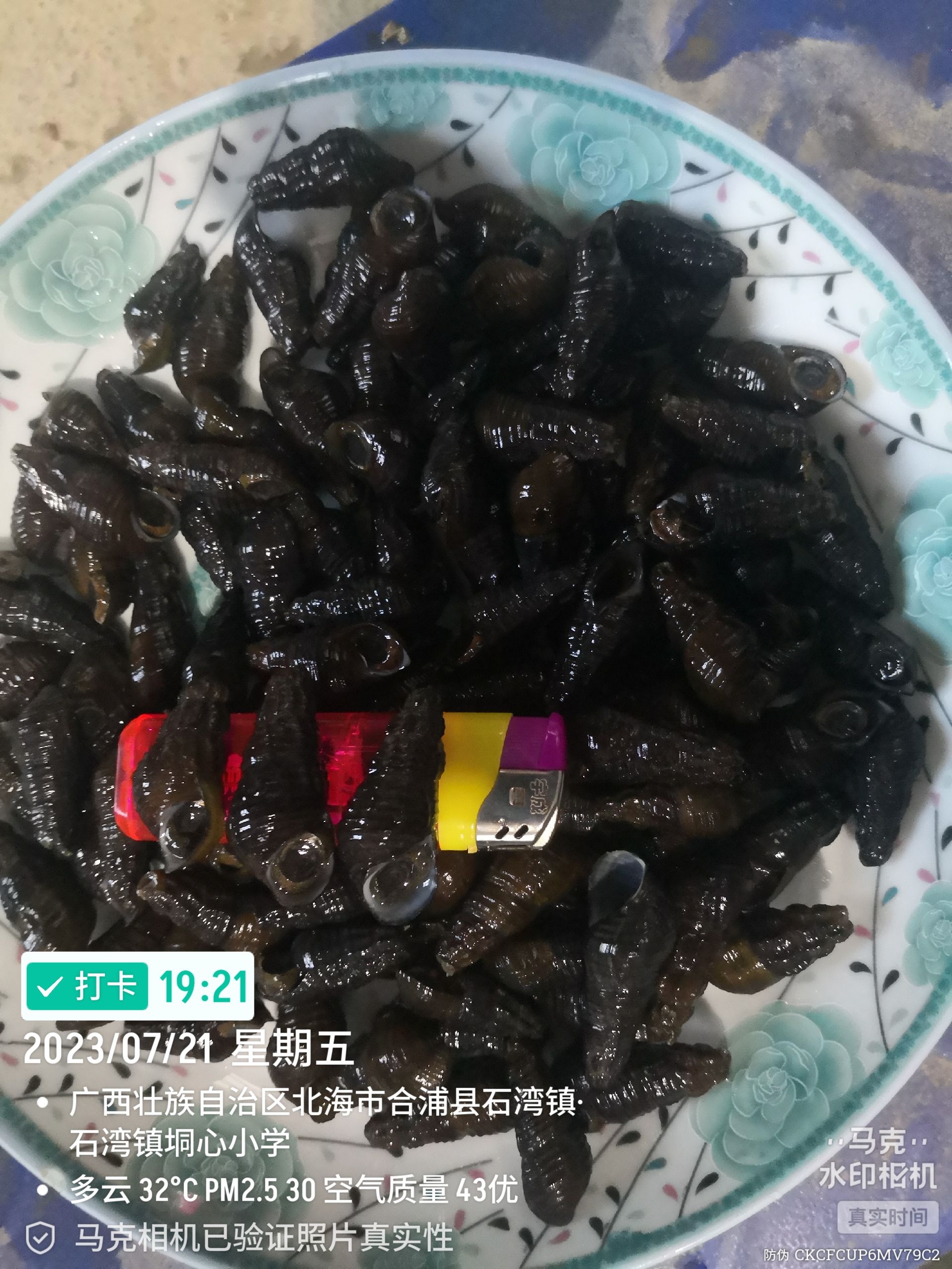 山坑螺  1.2到1.7