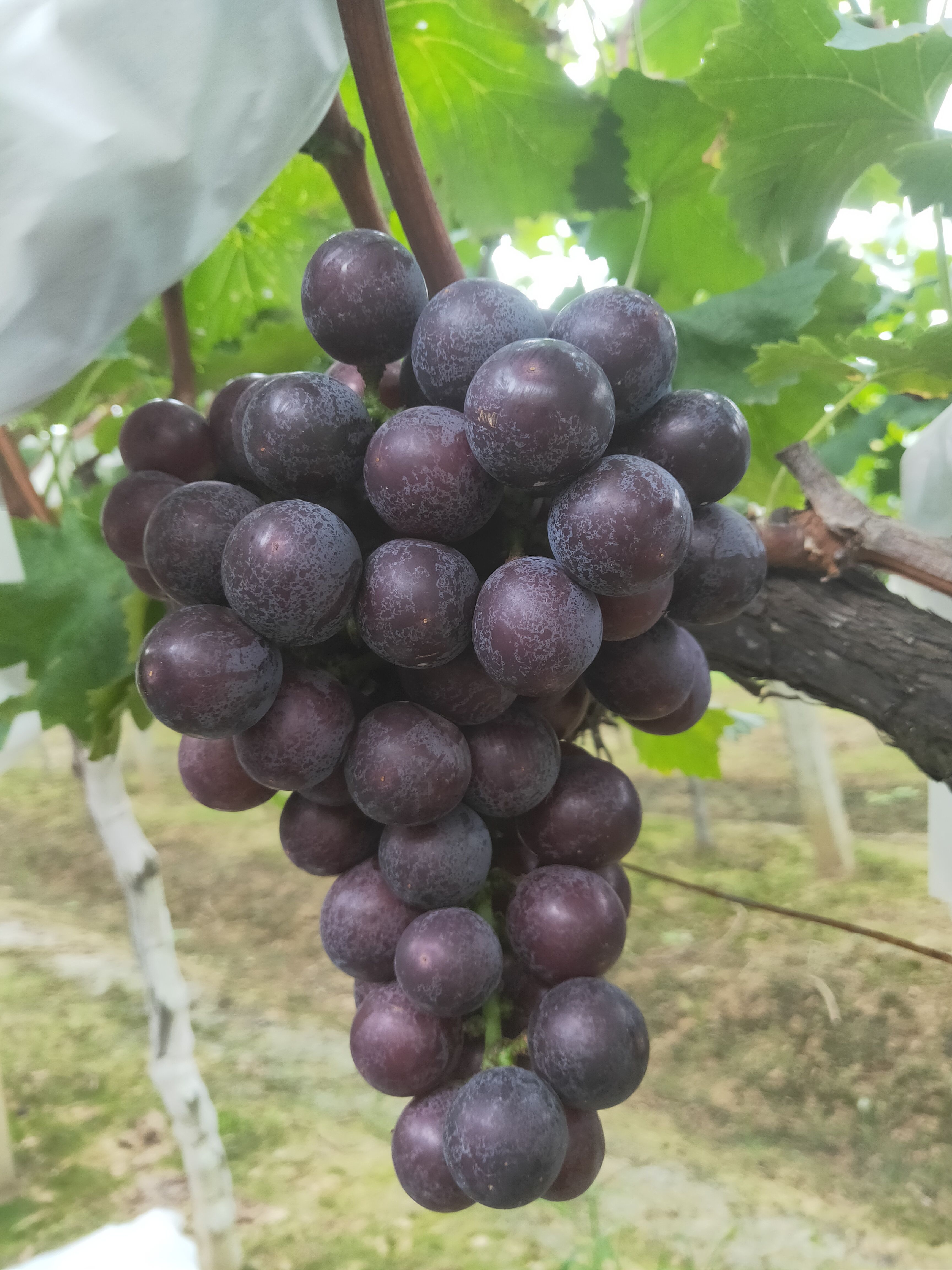 沪太八号 沪太 兴华王 夏黑 阳光玫瑰