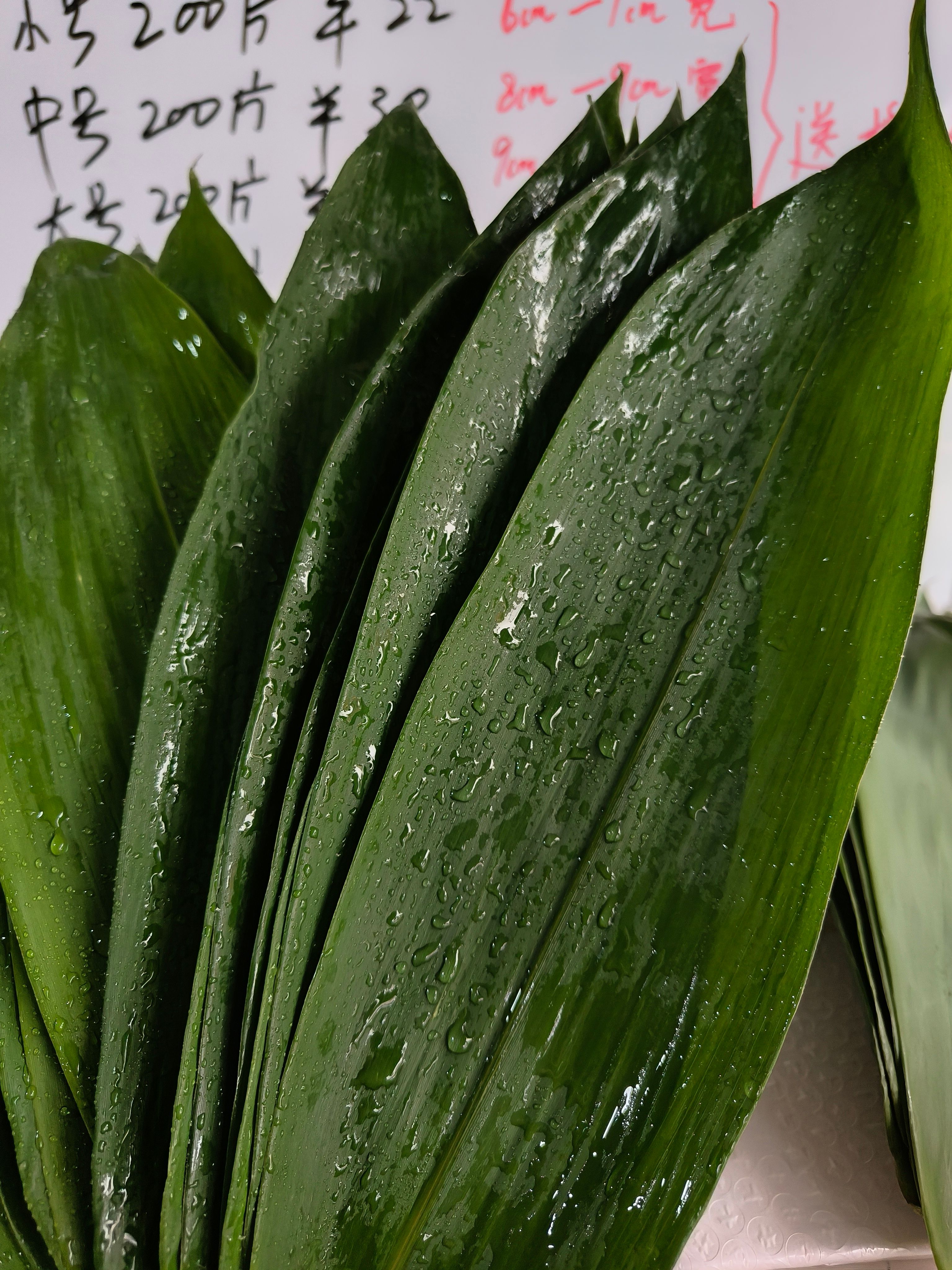 麻竹叶