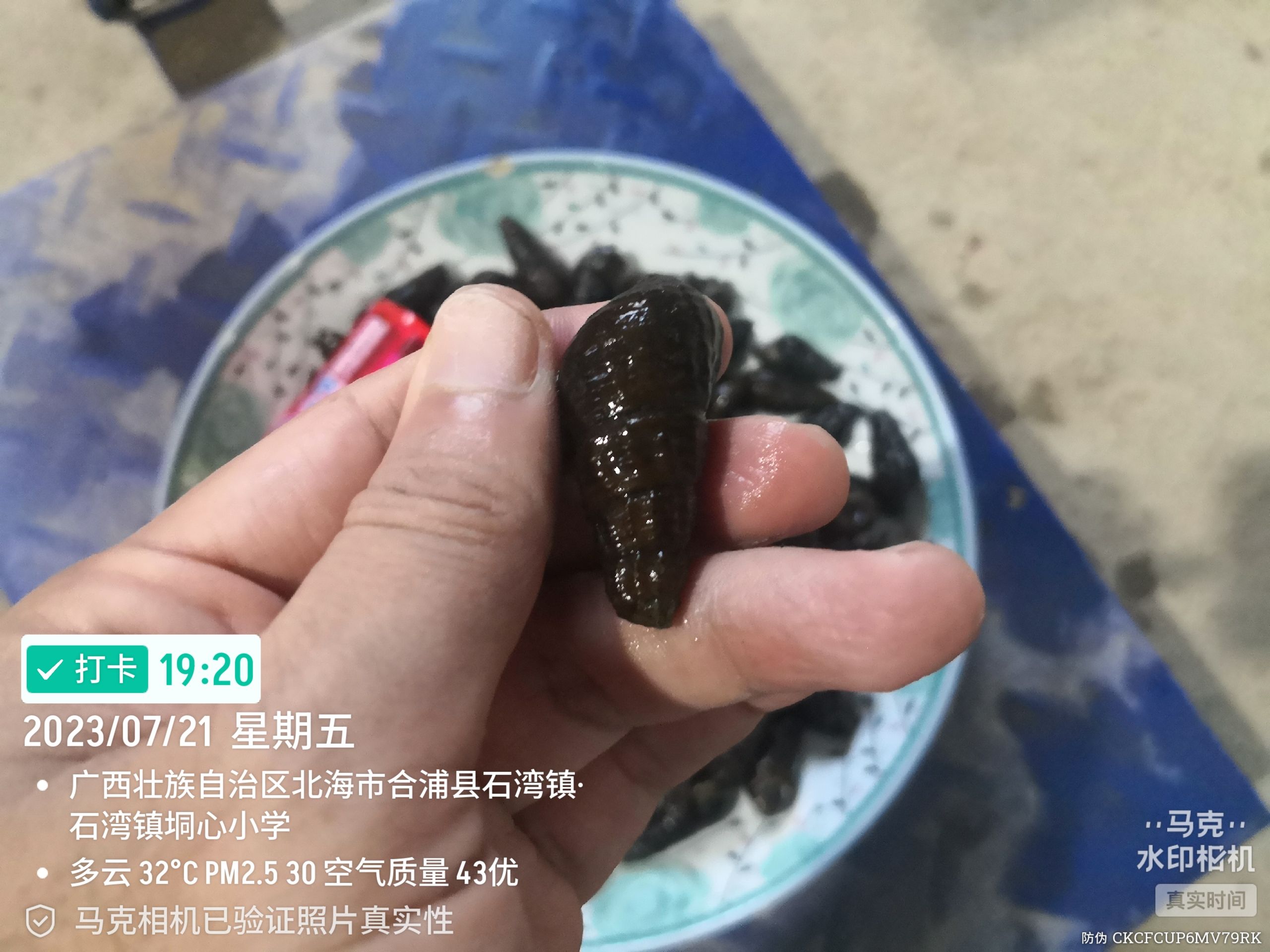 山坑螺  1.2到1.7