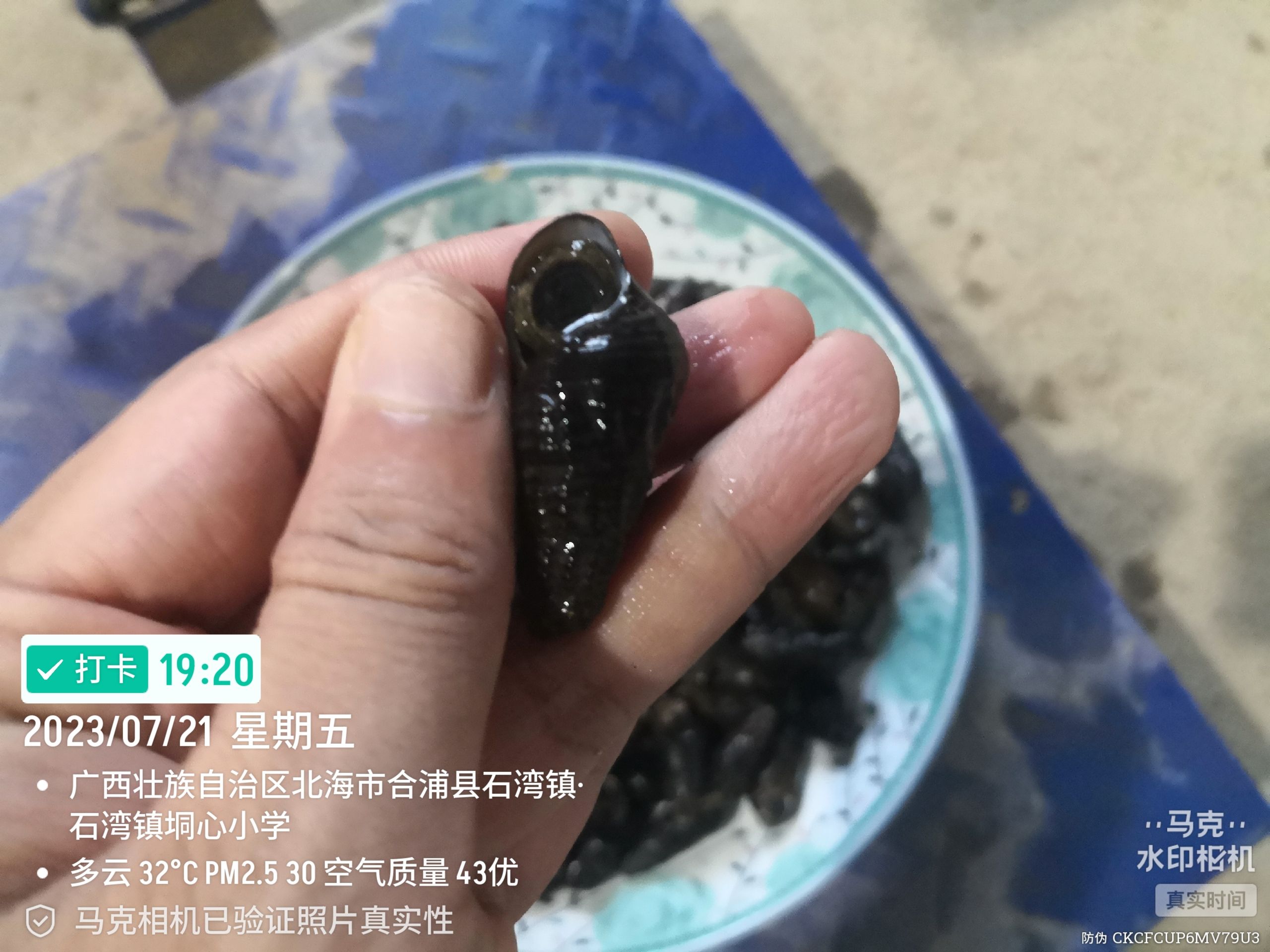 山坑螺  1.2到1.7