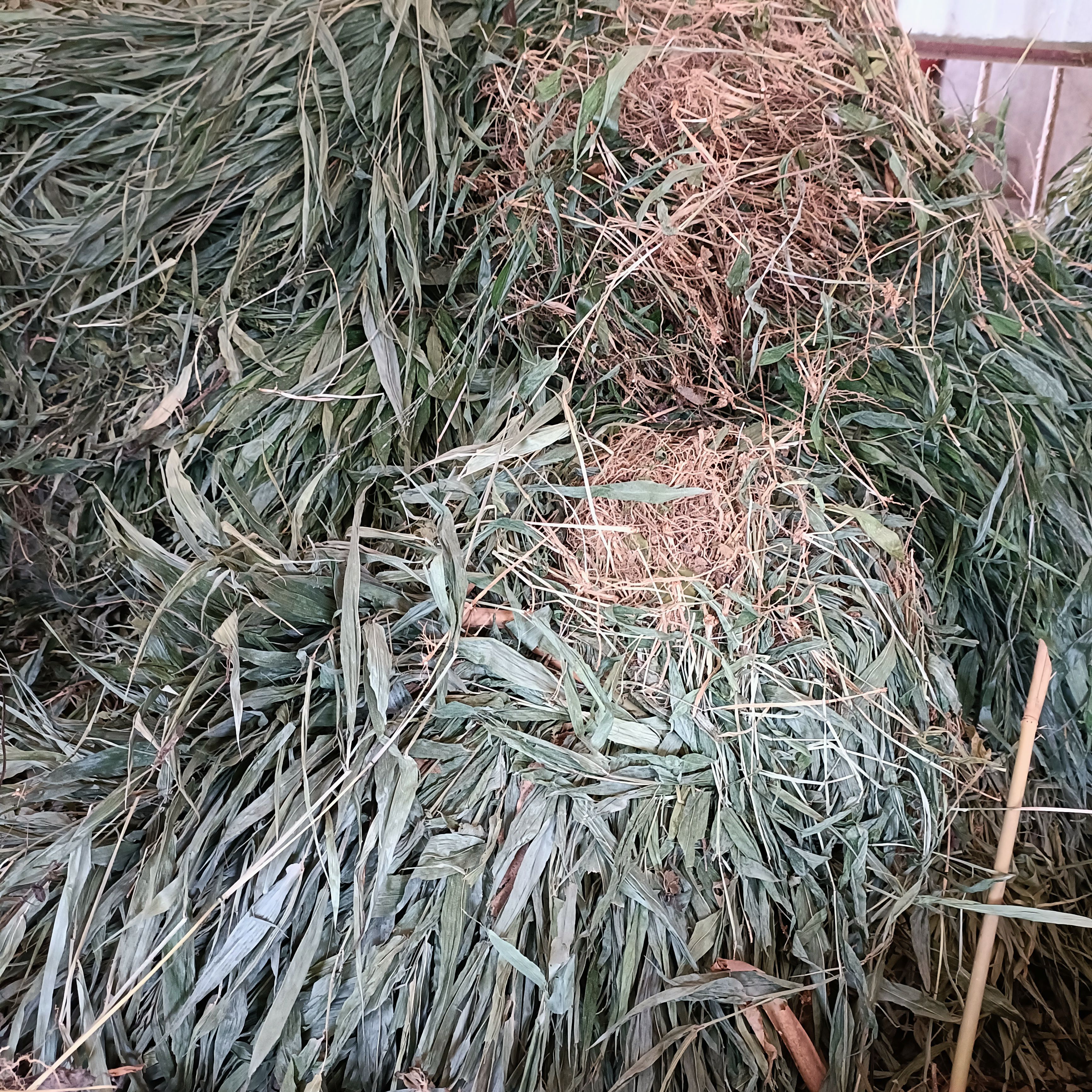 淡竹叶新货自然晒干2023颜色青批发零售均可