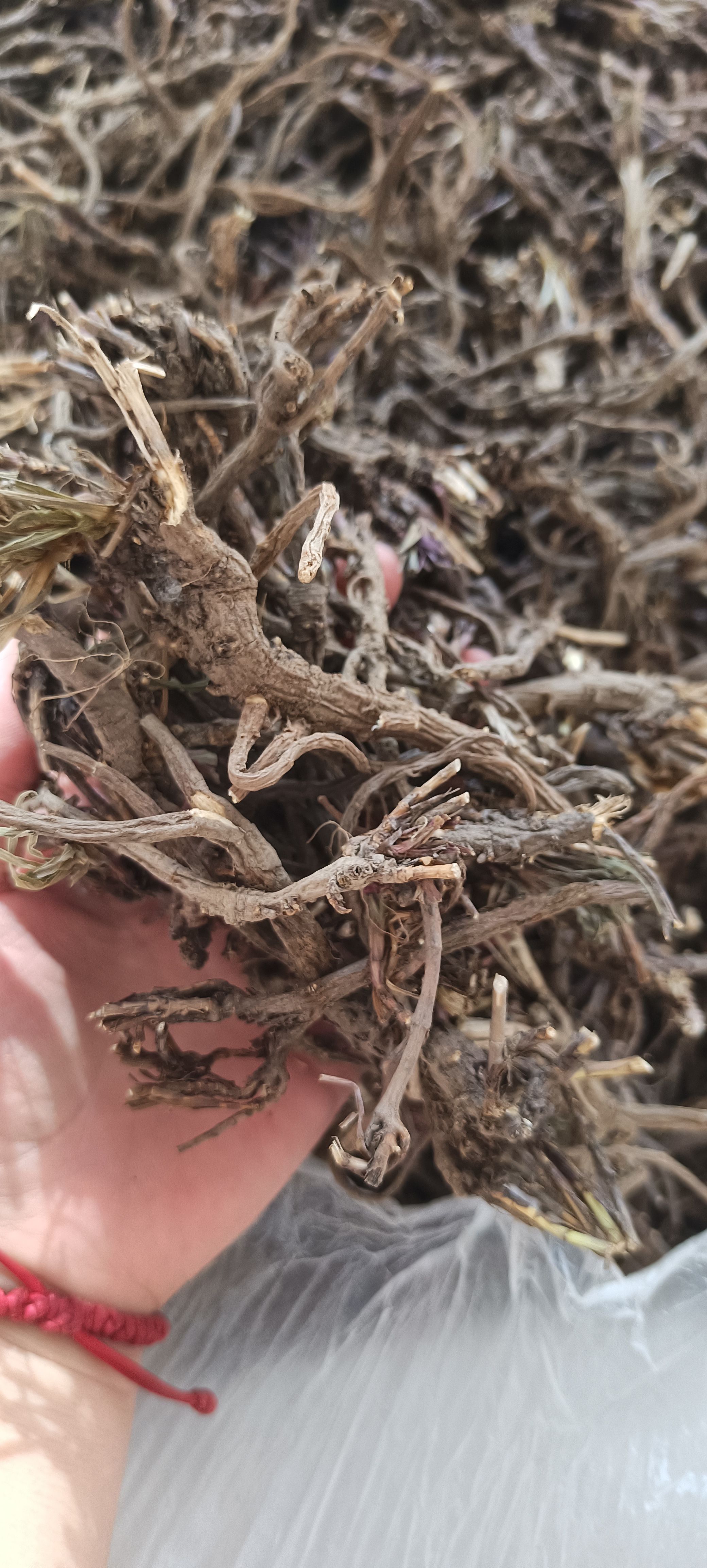 【甘肃黑柴胡】一斤60，满2斤包邮，偏远地区除外