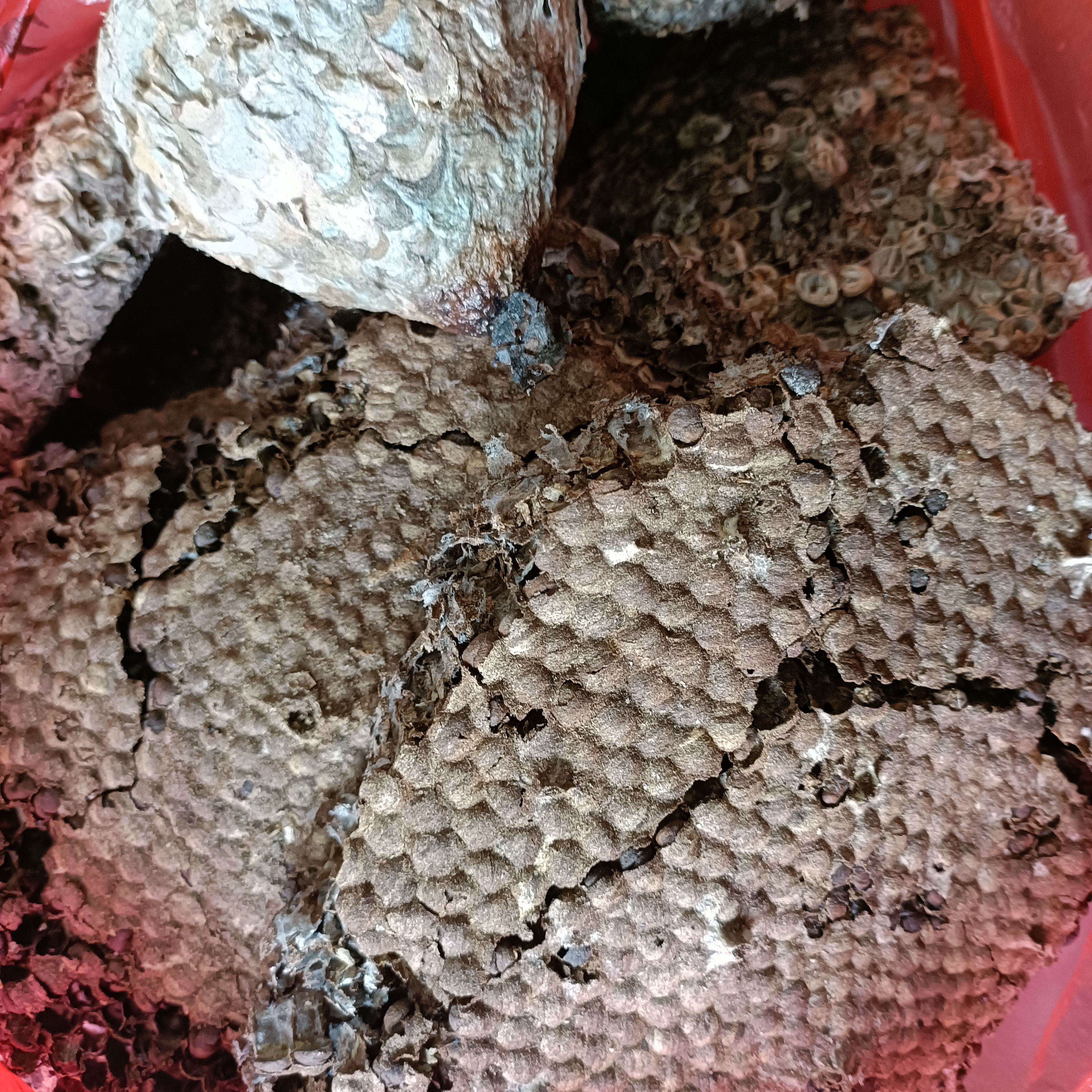 蜂房蜂窝蜂子窝软蜂房大山里采摘的药材用无硫熏