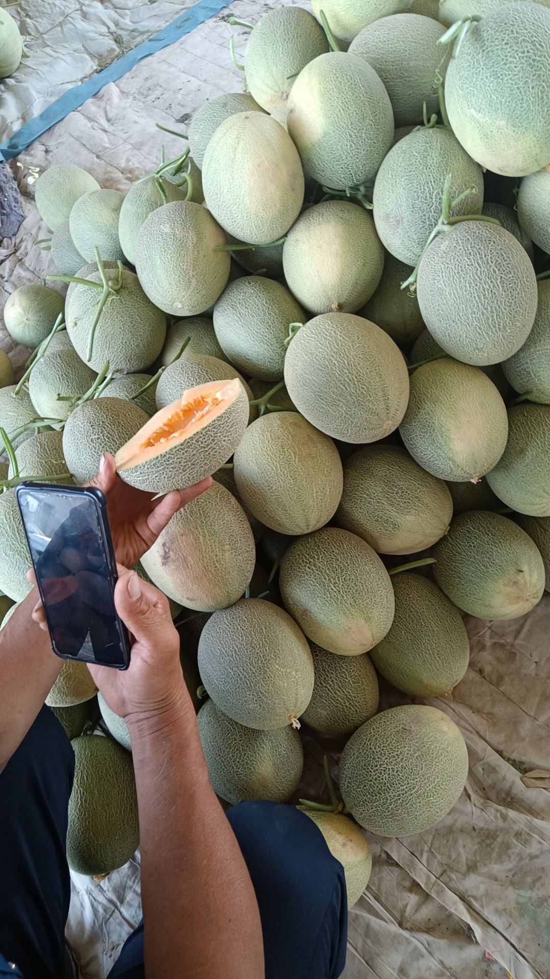 金红宝，哓密，西周密，银蒂