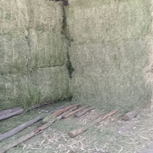 鄂前旗二茬子苜蓿草出售每吨2000元