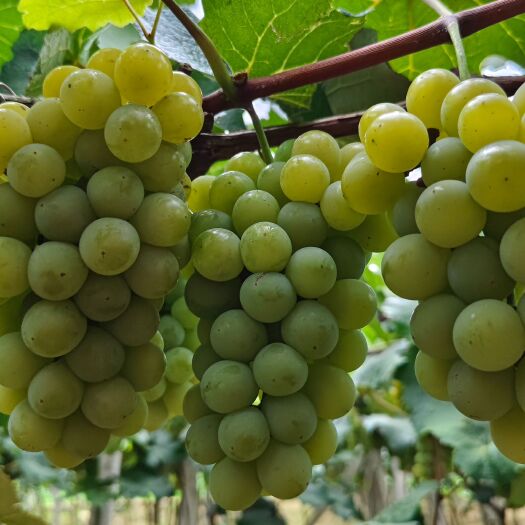弥勒市水晶葡萄是一种颜值和口感兼备的美味佳果，它晶莹剔透，甜度适宜