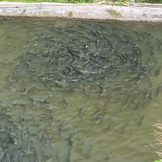 醴陵市厚子鱼