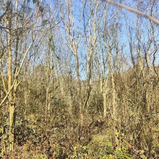 宜昌大量供应紫薇树