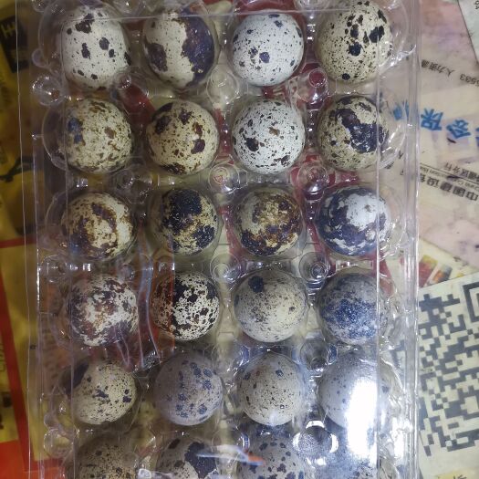 阜康市常年批发新鲜优质的精品鹌鹑蛋和清水取壳鹌鹑蛋批发，