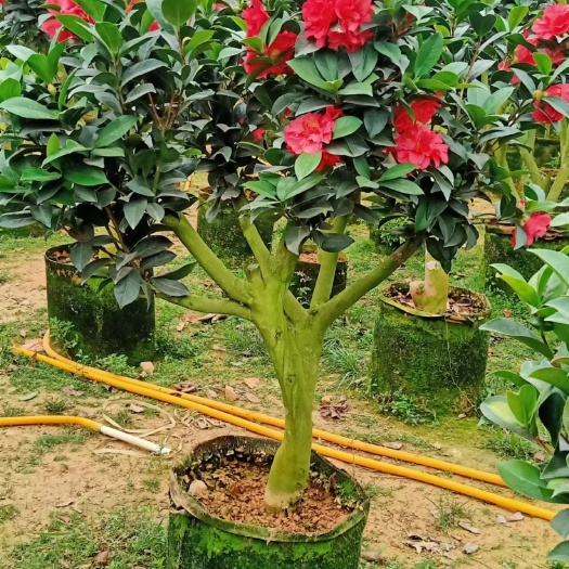 北流市茶花/嫁接茶1 0分以上大量货源