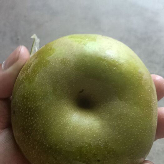 上海庄行蜜梨翠冠