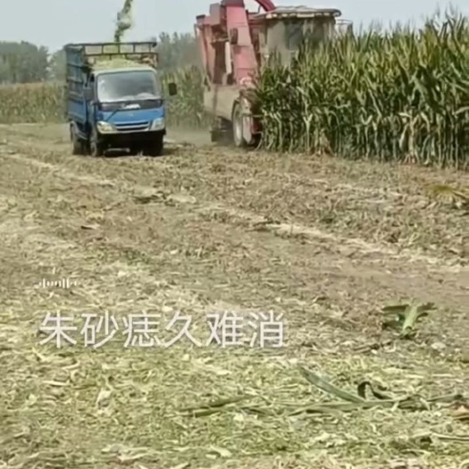 在线预定秋天精品玉米黄储